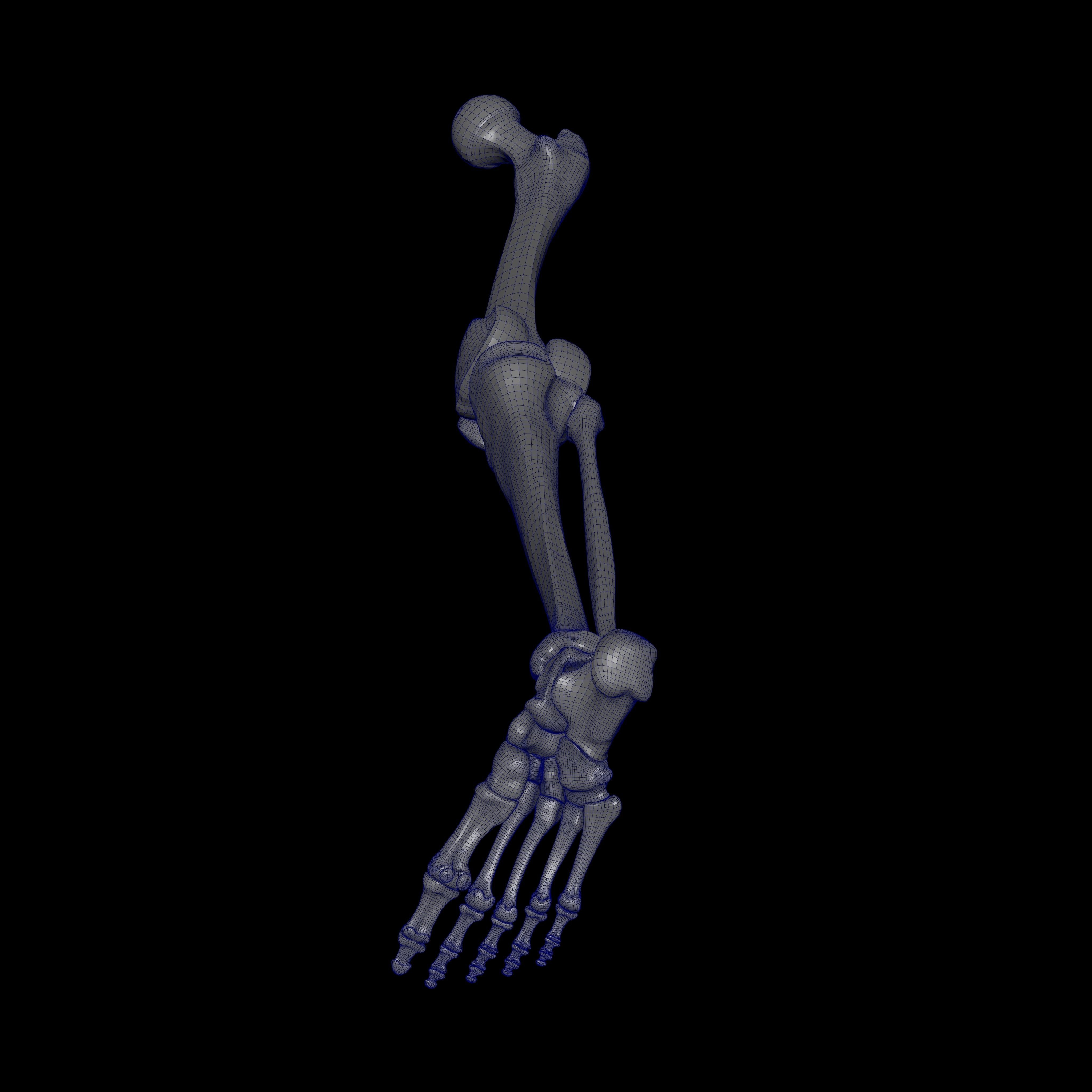 Rigged Skeleton - Skeletal System - Skeleton Rig Low-poly 3D model_56