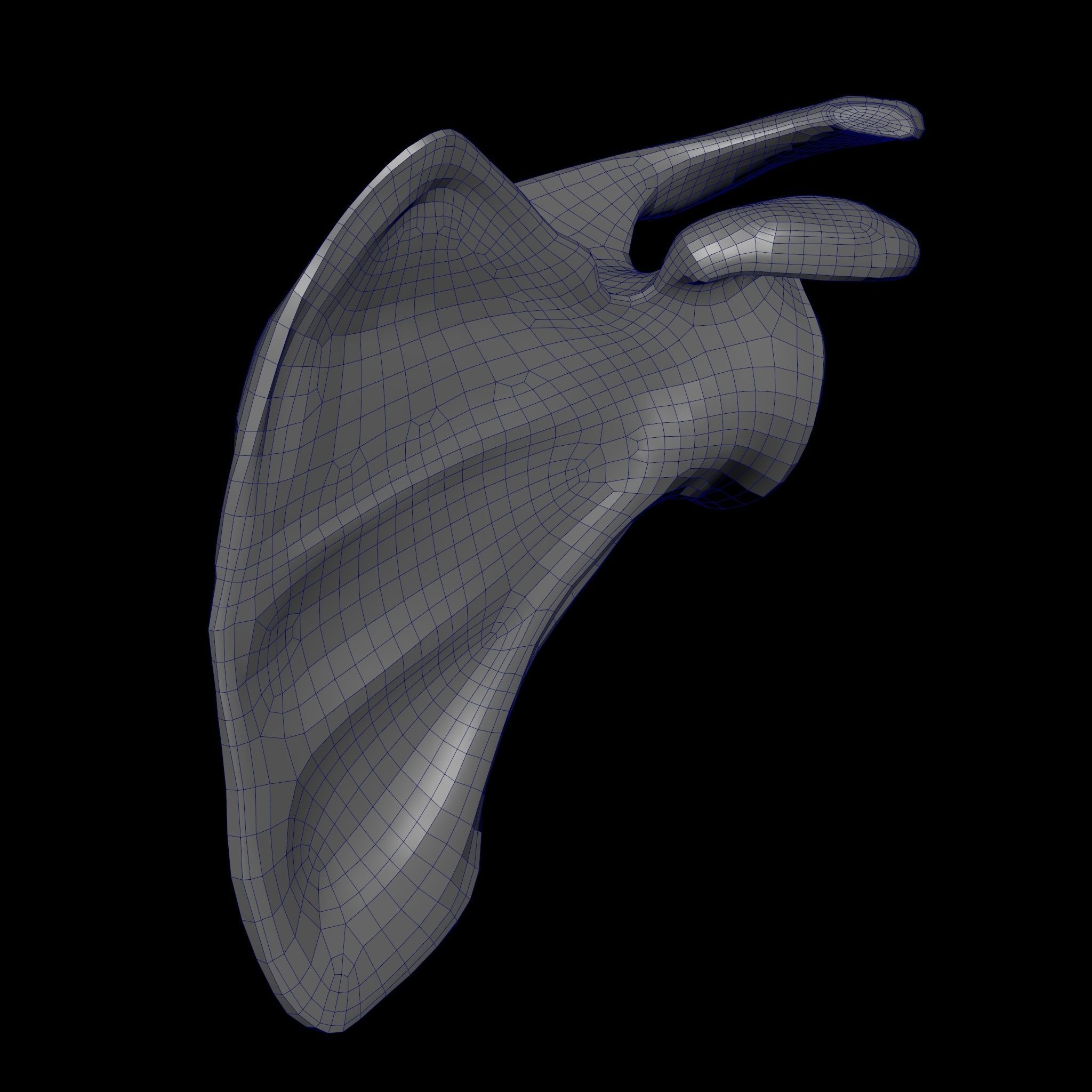 Rigged Skeleton - Skeletal System - Skeleton Rig Low-poly 3D model_64