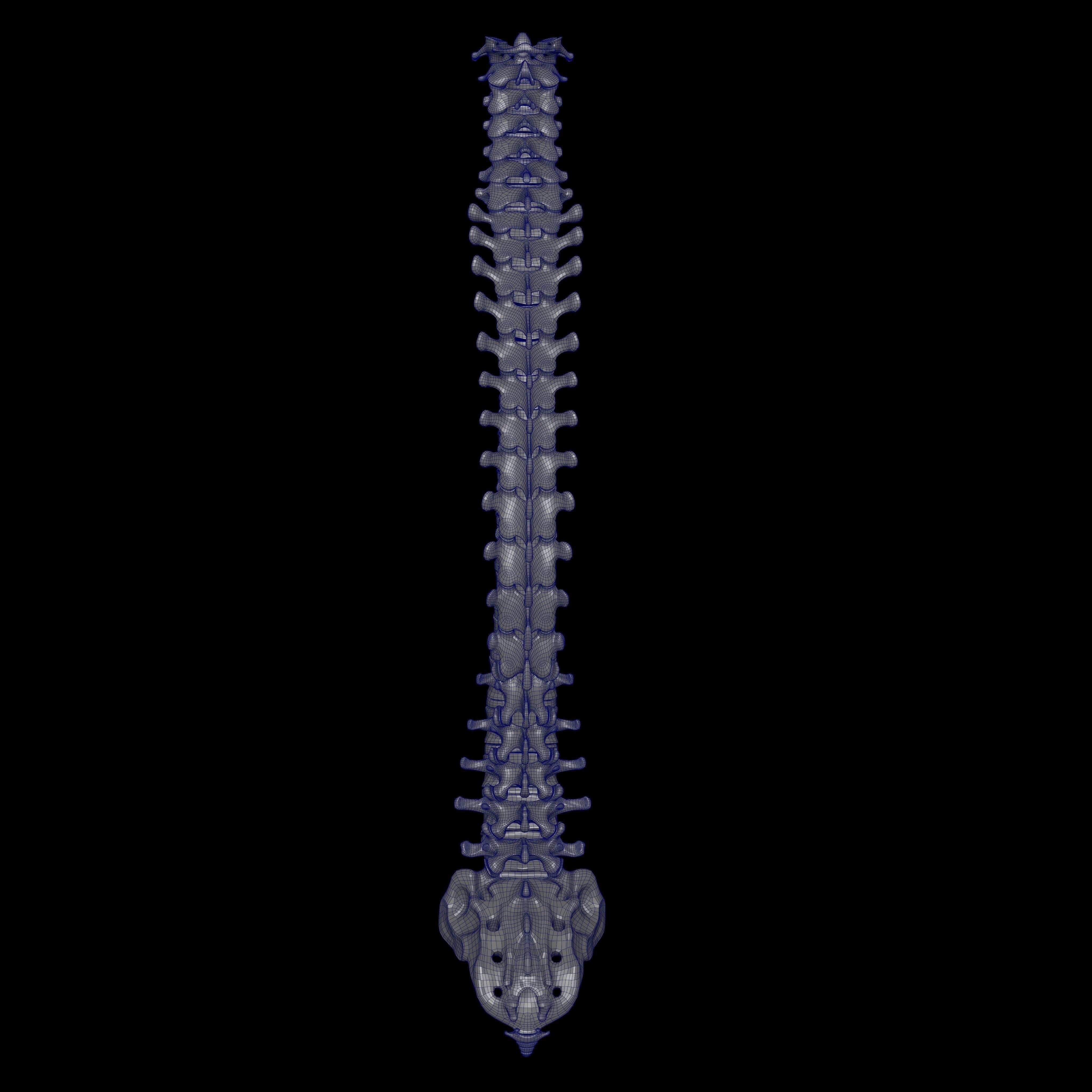 Rigged Skeleton - Skeletal System - Skeleton Rig Low-poly 3D model_26
