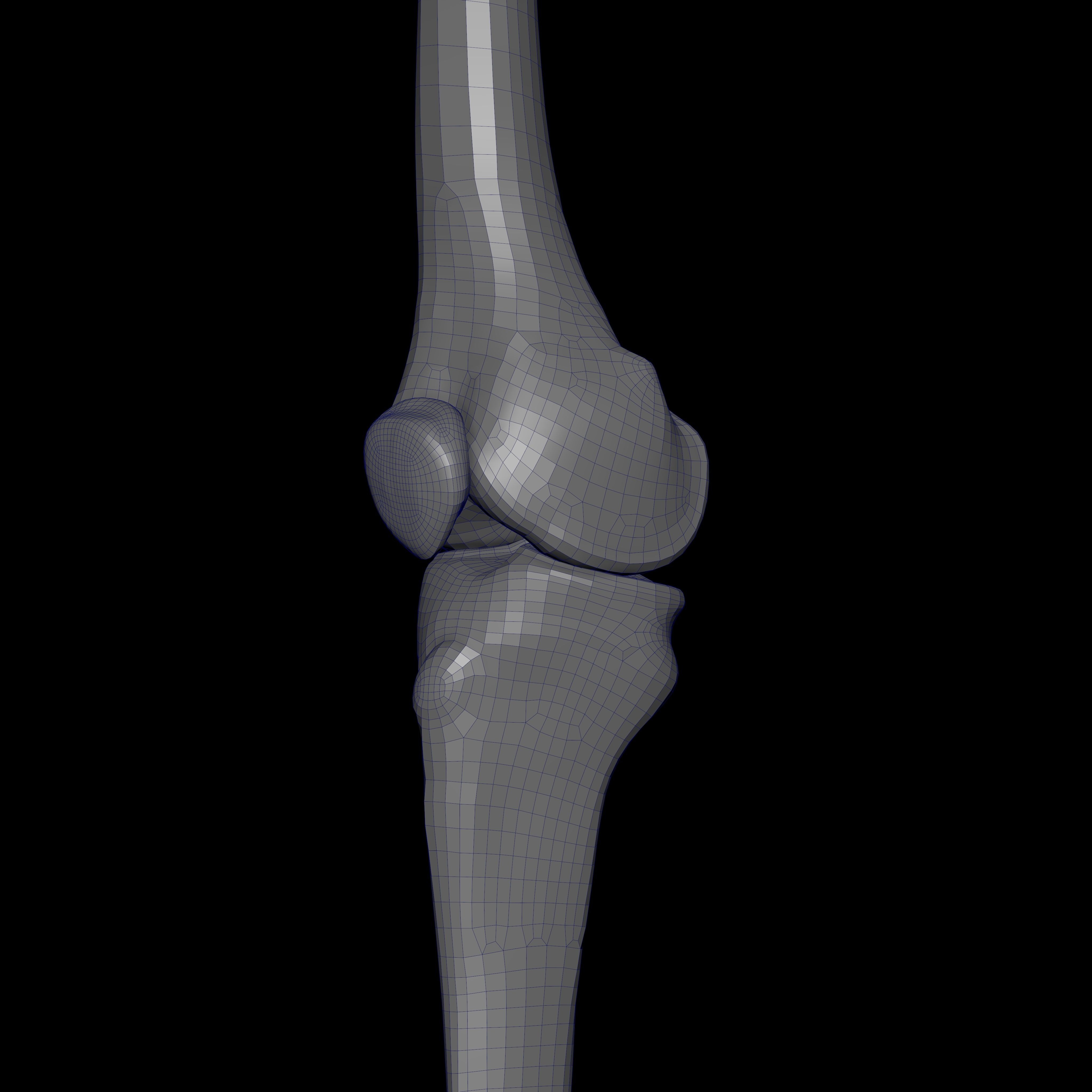 Rigged Skeleton - Skeletal System - Skeleton Rig Low-poly 3D model_50