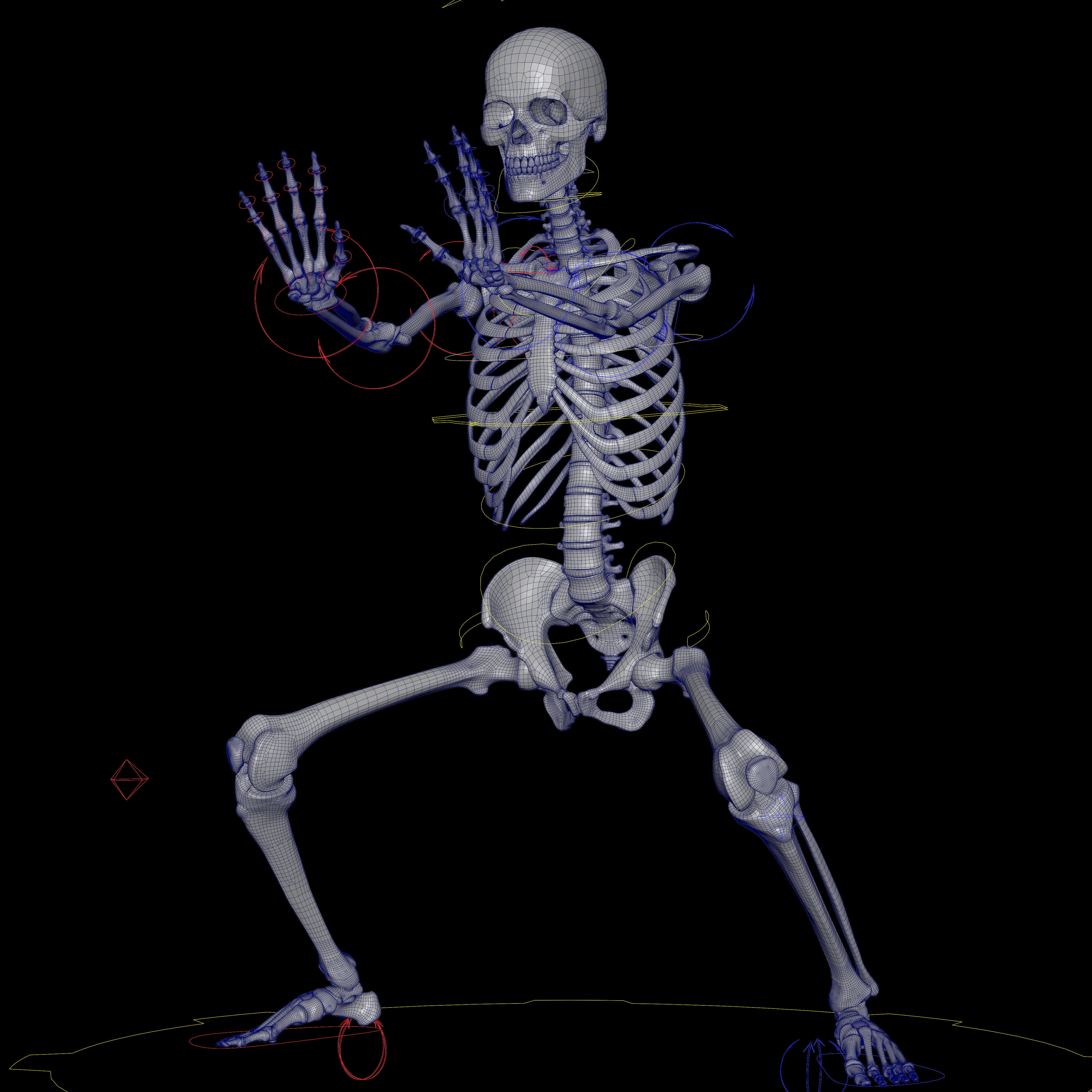 Rigged Skeleton - Skeletal System - Skeleton Rig Low-poly 3D model_62