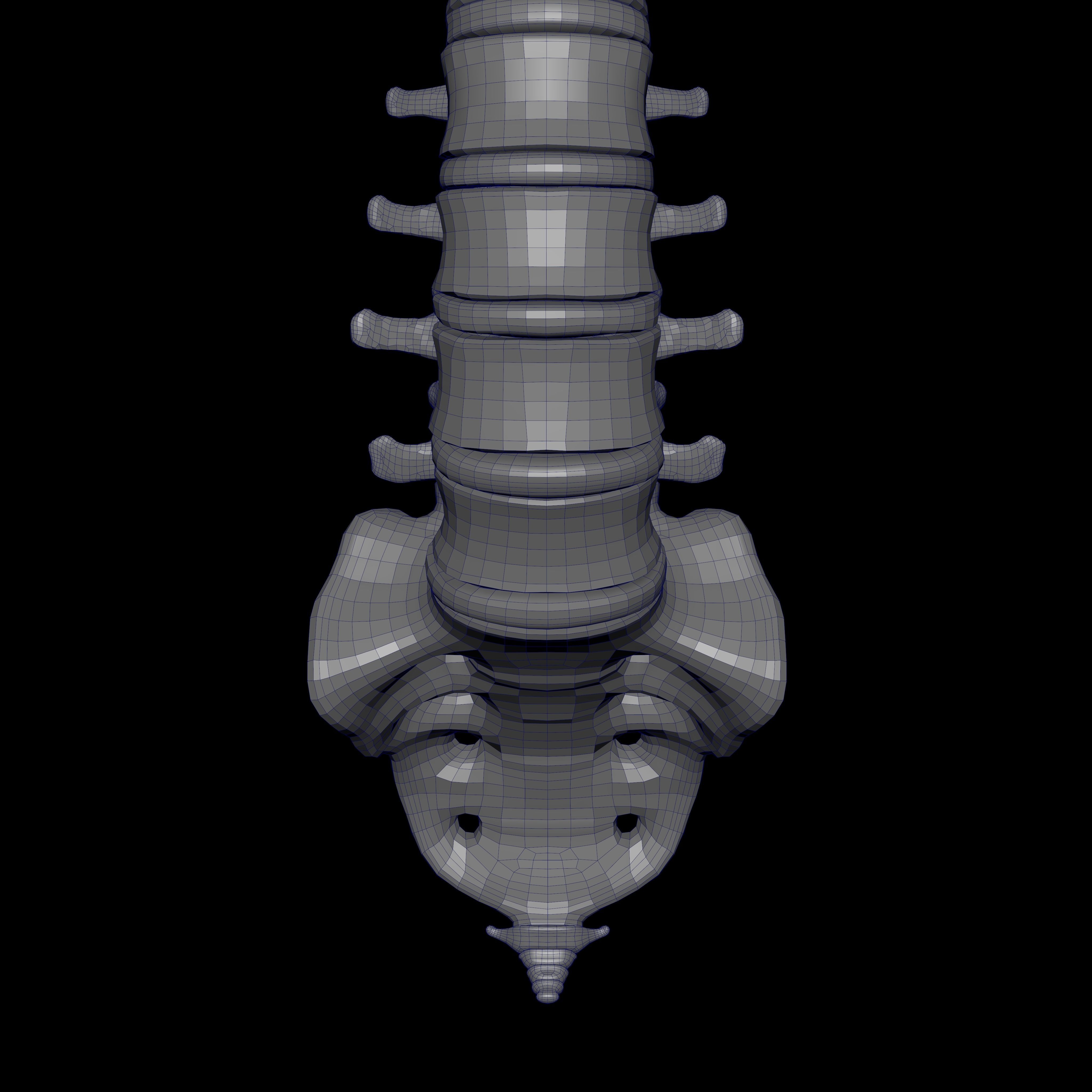 Rigged Skeleton - Skeletal System - Skeleton Rig Low-poly 3D model_31