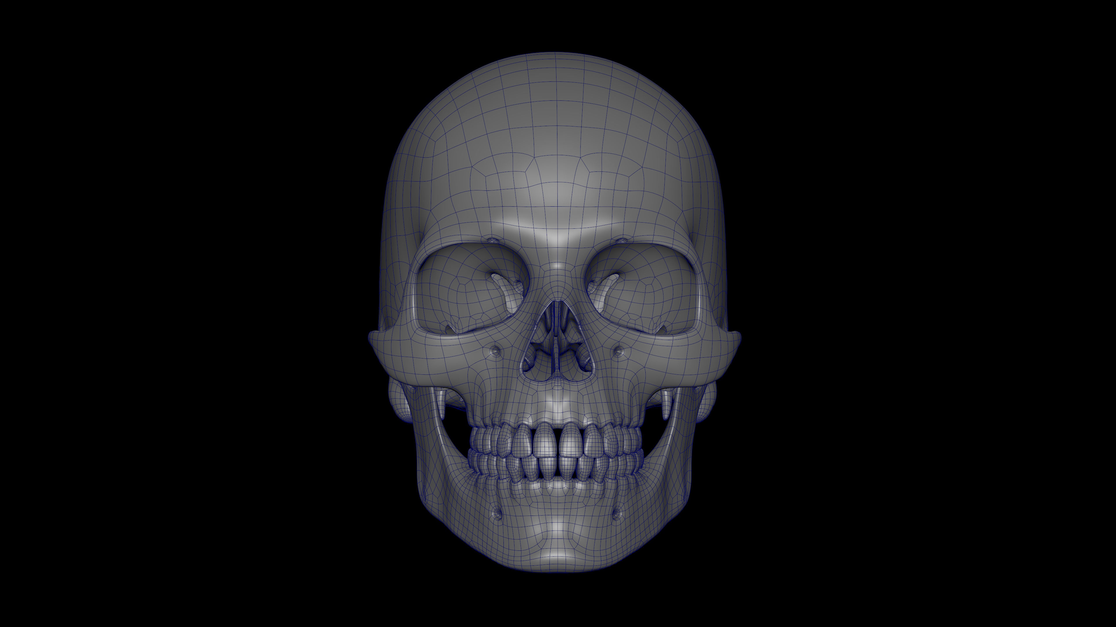 Rigged Skeleton - Skeletal System - Skeleton Rig Low-poly 3D model_14