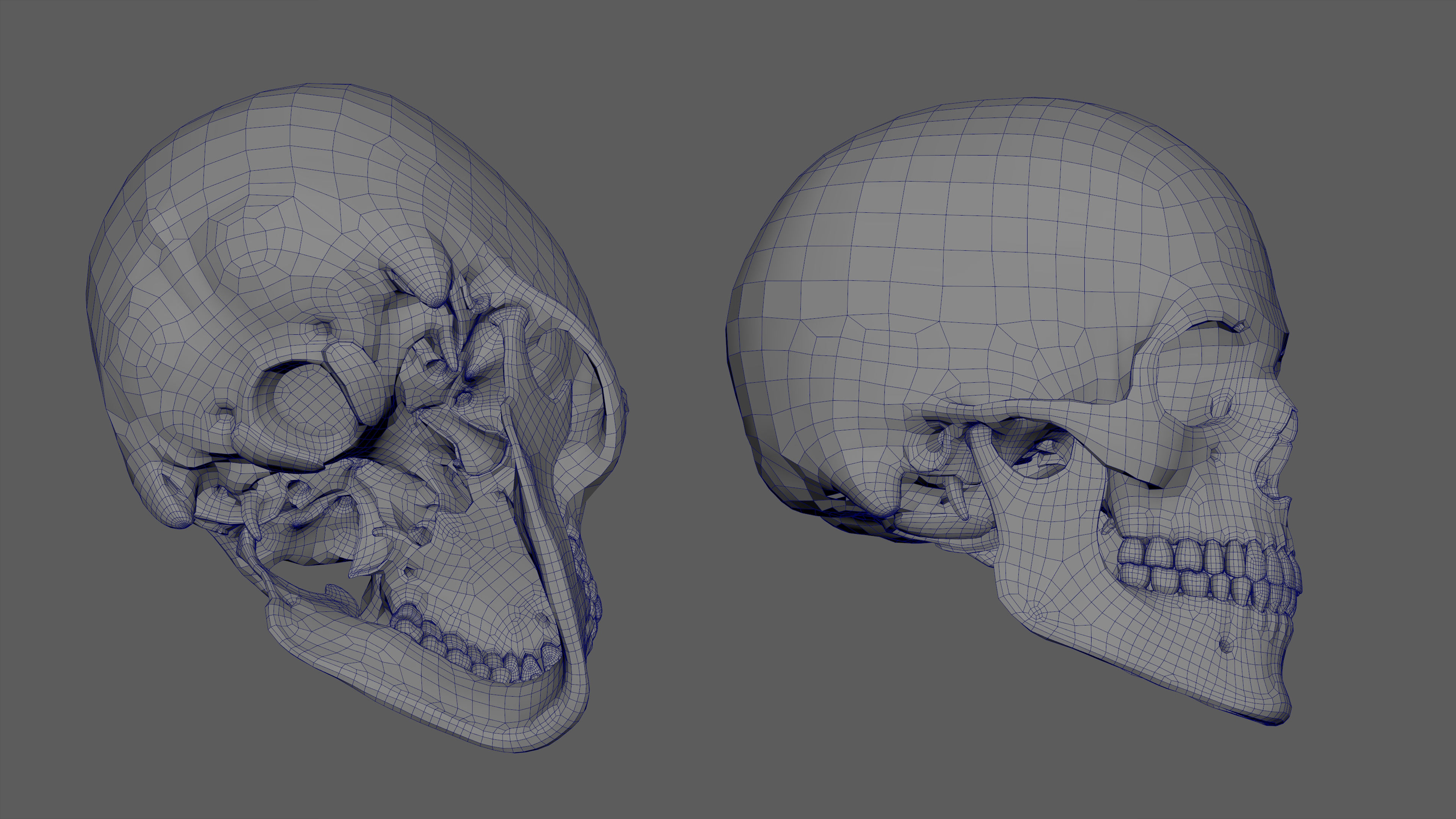 Rigged Skeleton - Skeletal System - Skeleton Rig Low-poly 3D model_12