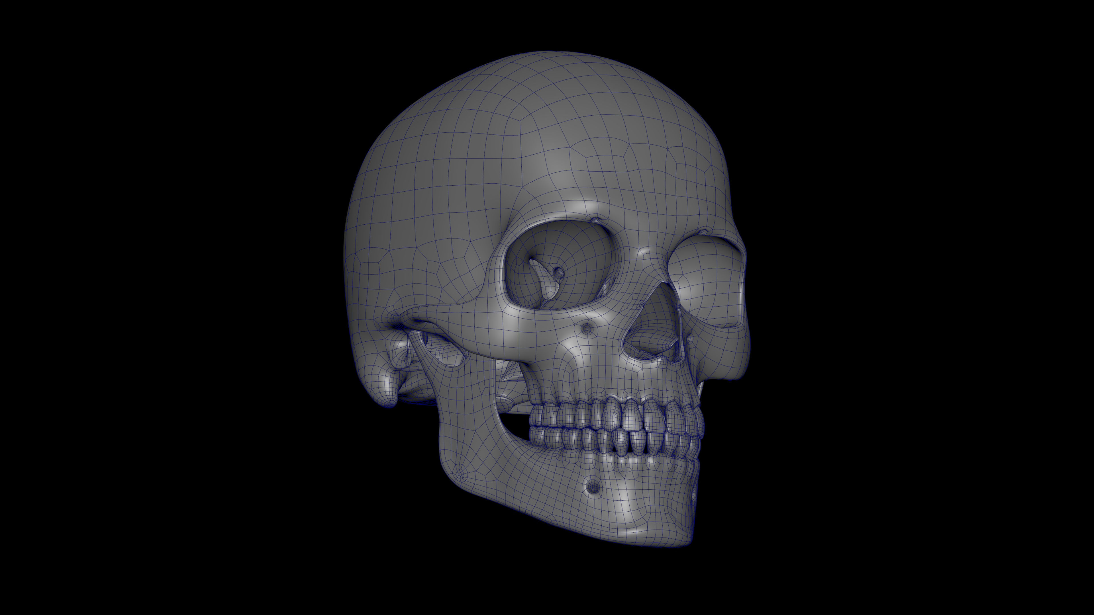 Rigged Skeleton - Skeletal System - Skeleton Rig Low-poly 3D model_15
