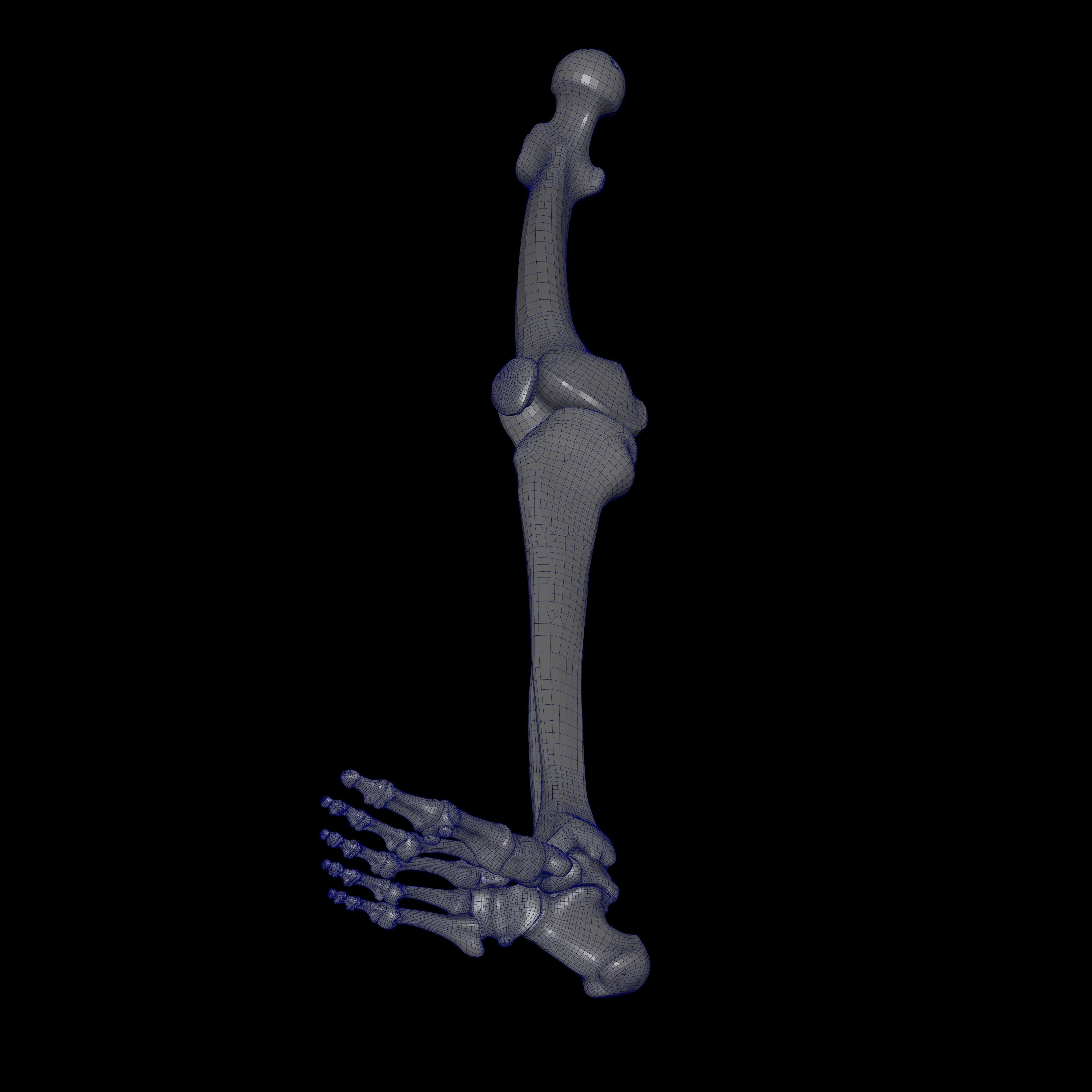 Rigged Skeleton - Skeletal System - Skeleton Rig Low-poly 3D model_57
