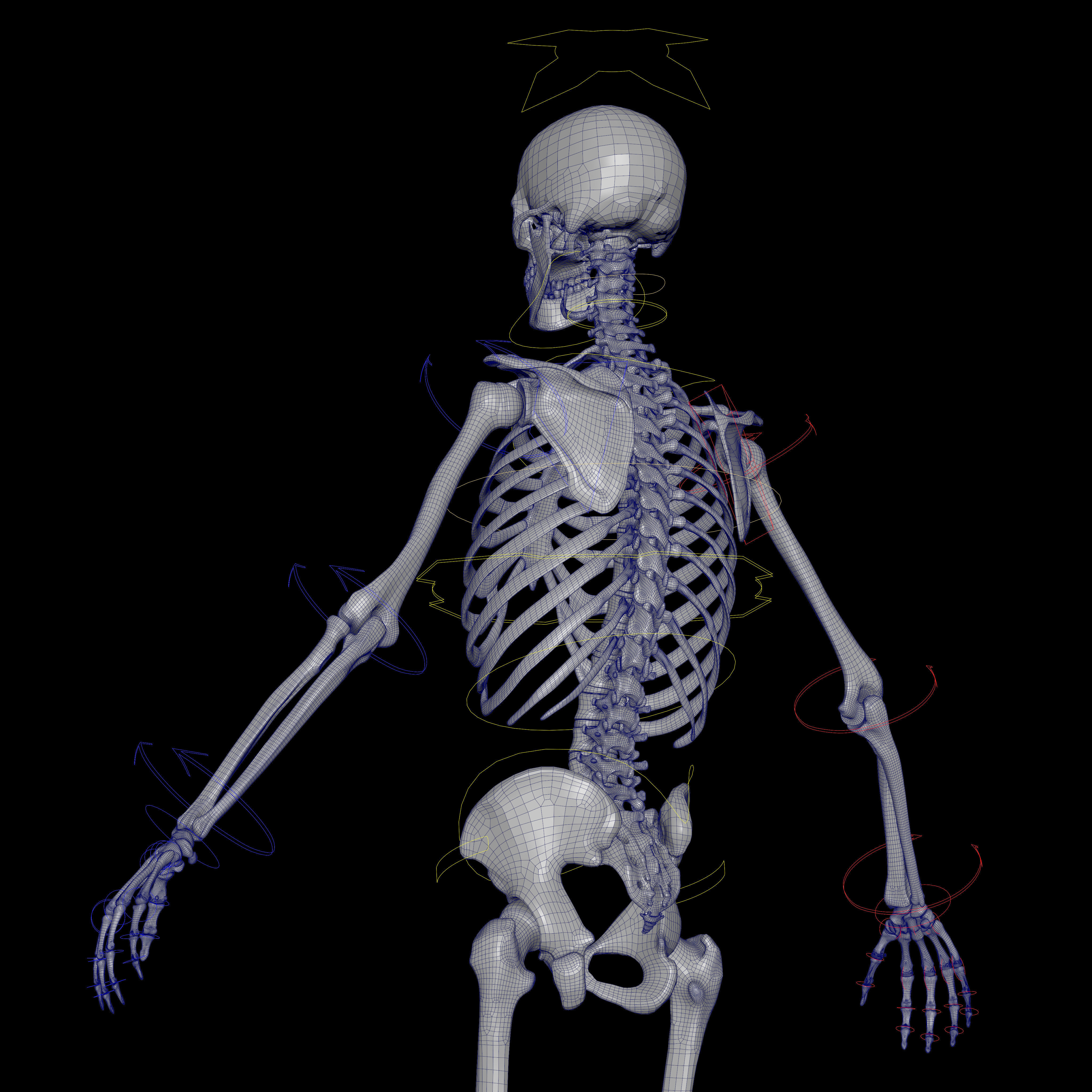 Rigged Skeleton - Skeletal System - Skeleton Rig Low-poly 3D model_52