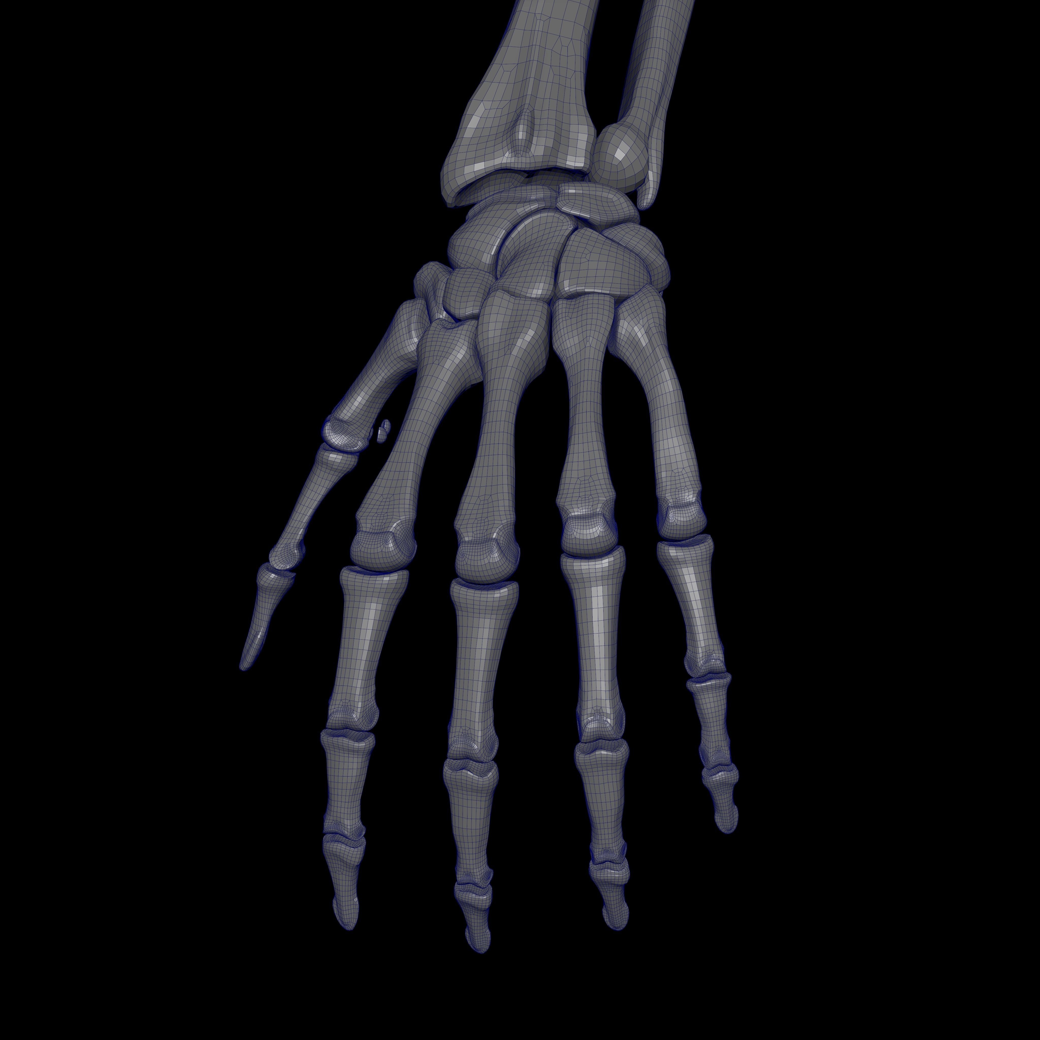 Rigged Skeleton - Skeletal System - Skeleton Rig Low-poly 3D model_44
