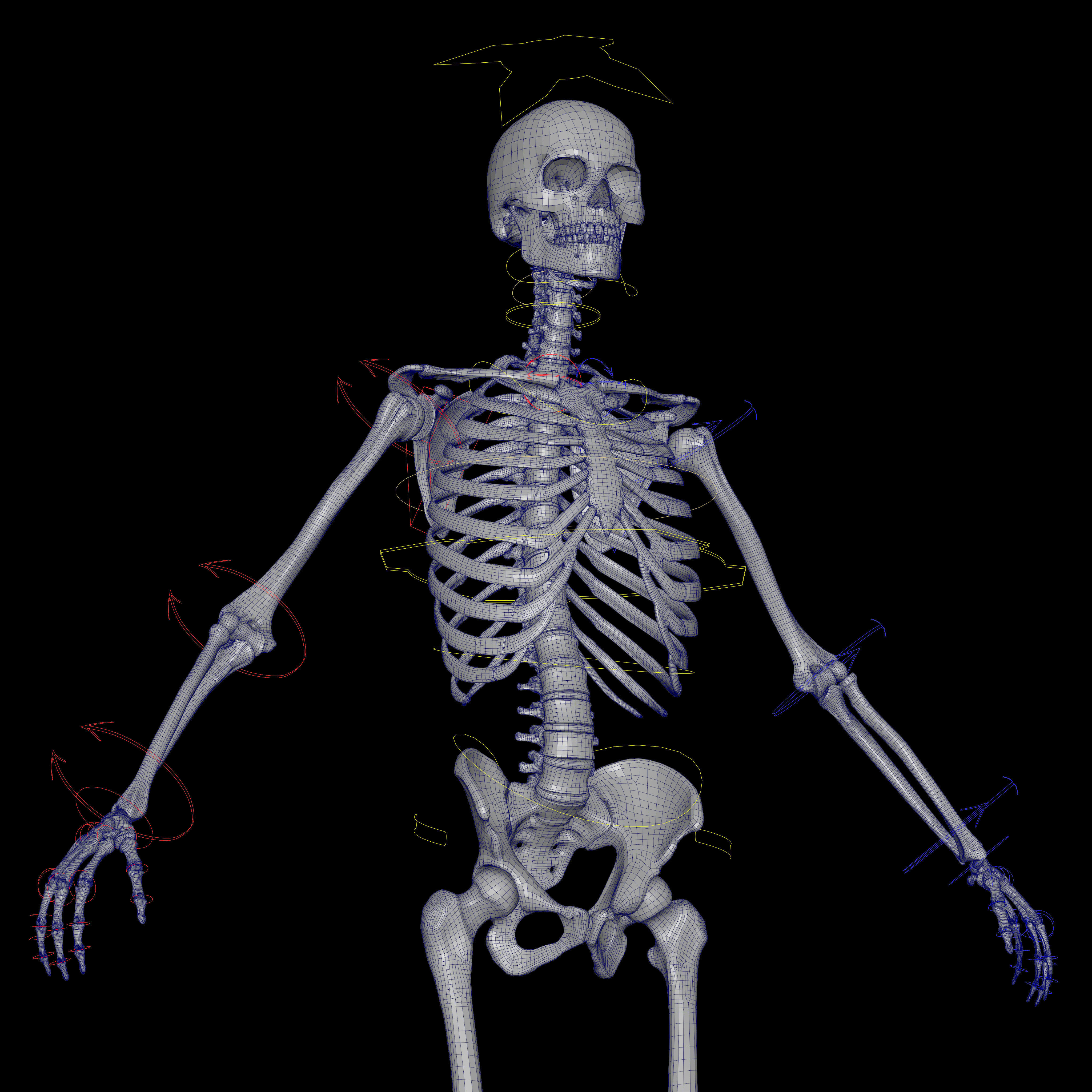 Rigged Skeleton - Skeletal System - Skeleton Rig Low-poly 3D model_40