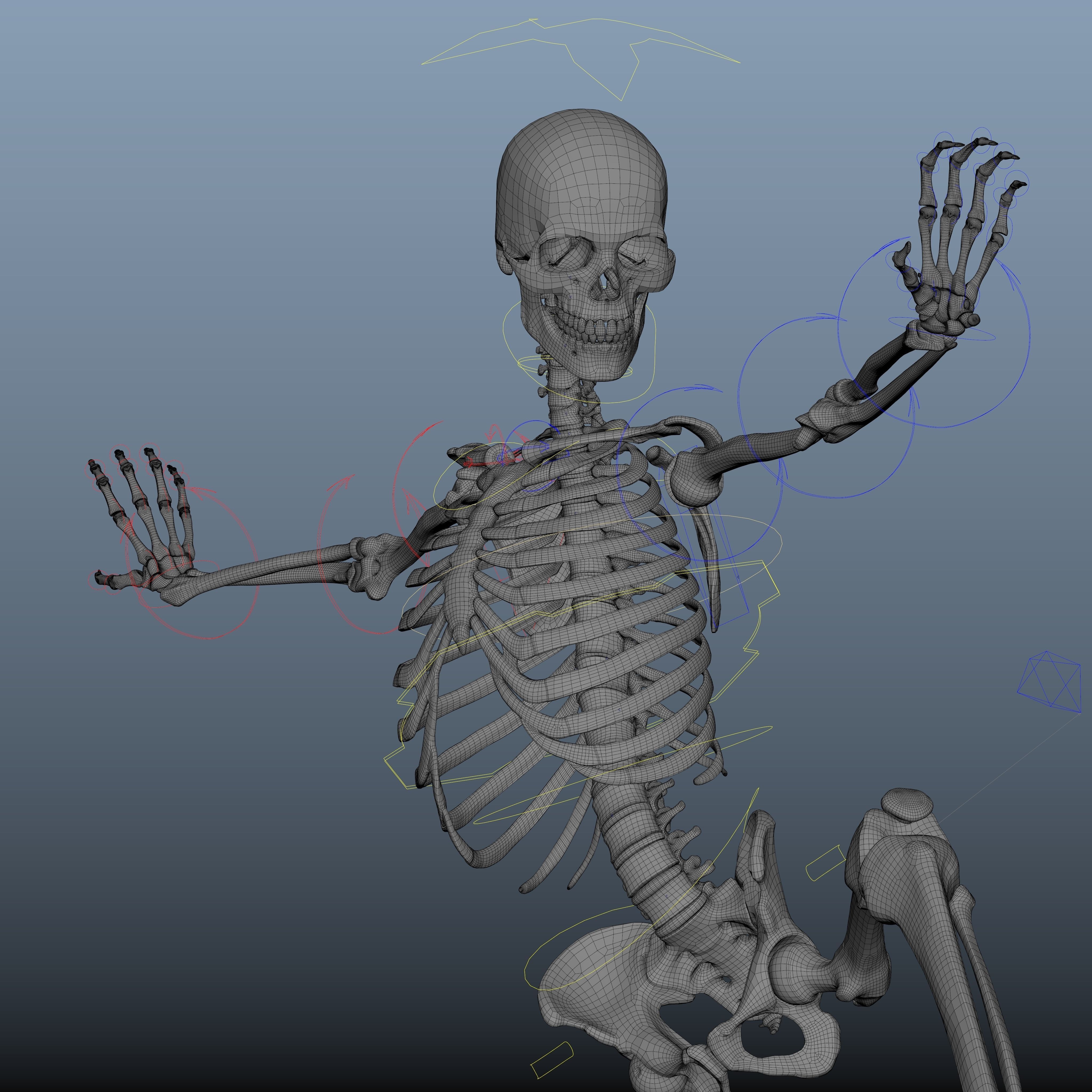 Rigged Skeleton - Skeletal System - Skeleton Rig Low-poly 3D model_65