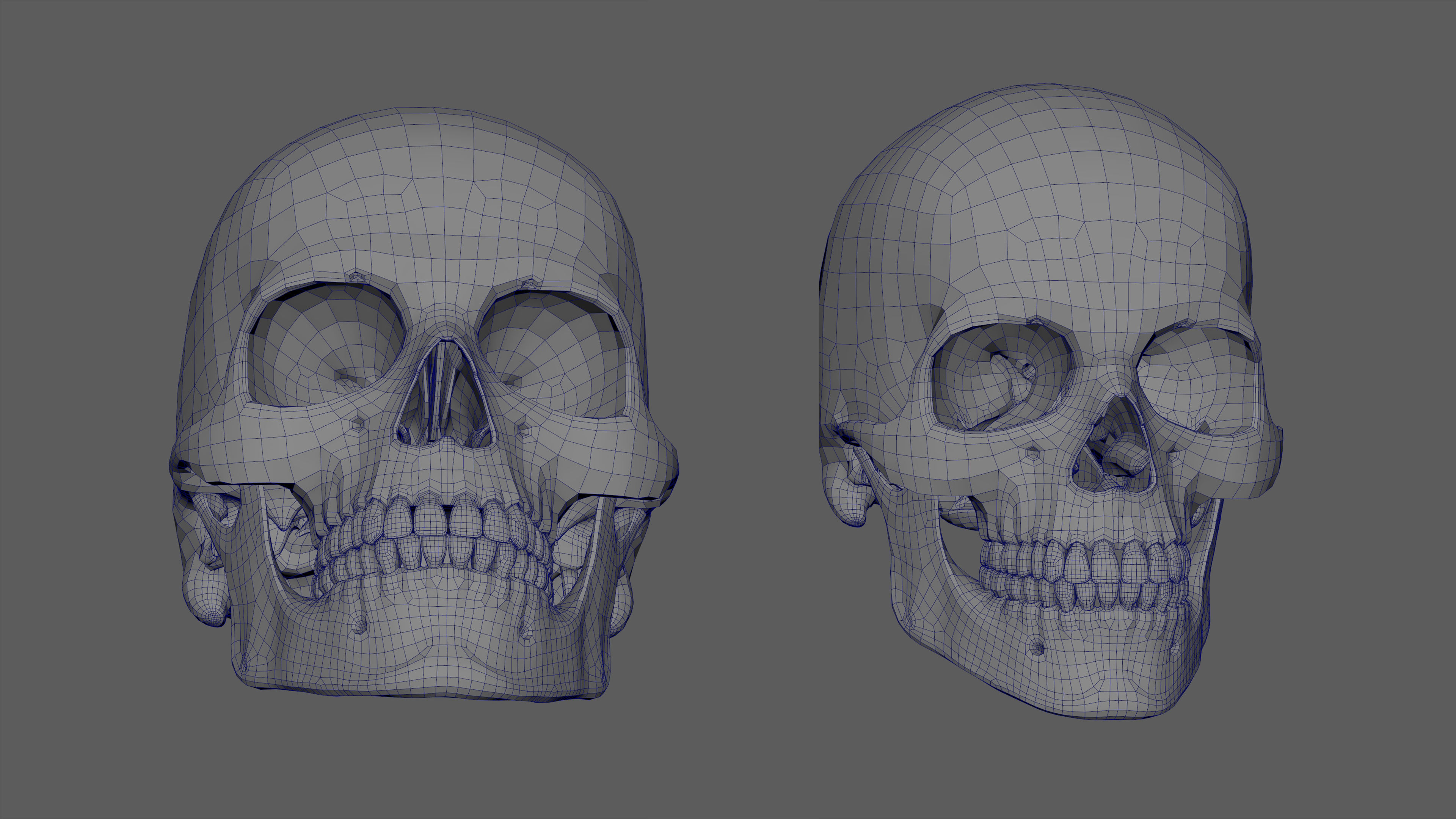 Rigged Skeleton - Skeletal System - Skeleton Rig Low-poly 3D model_13