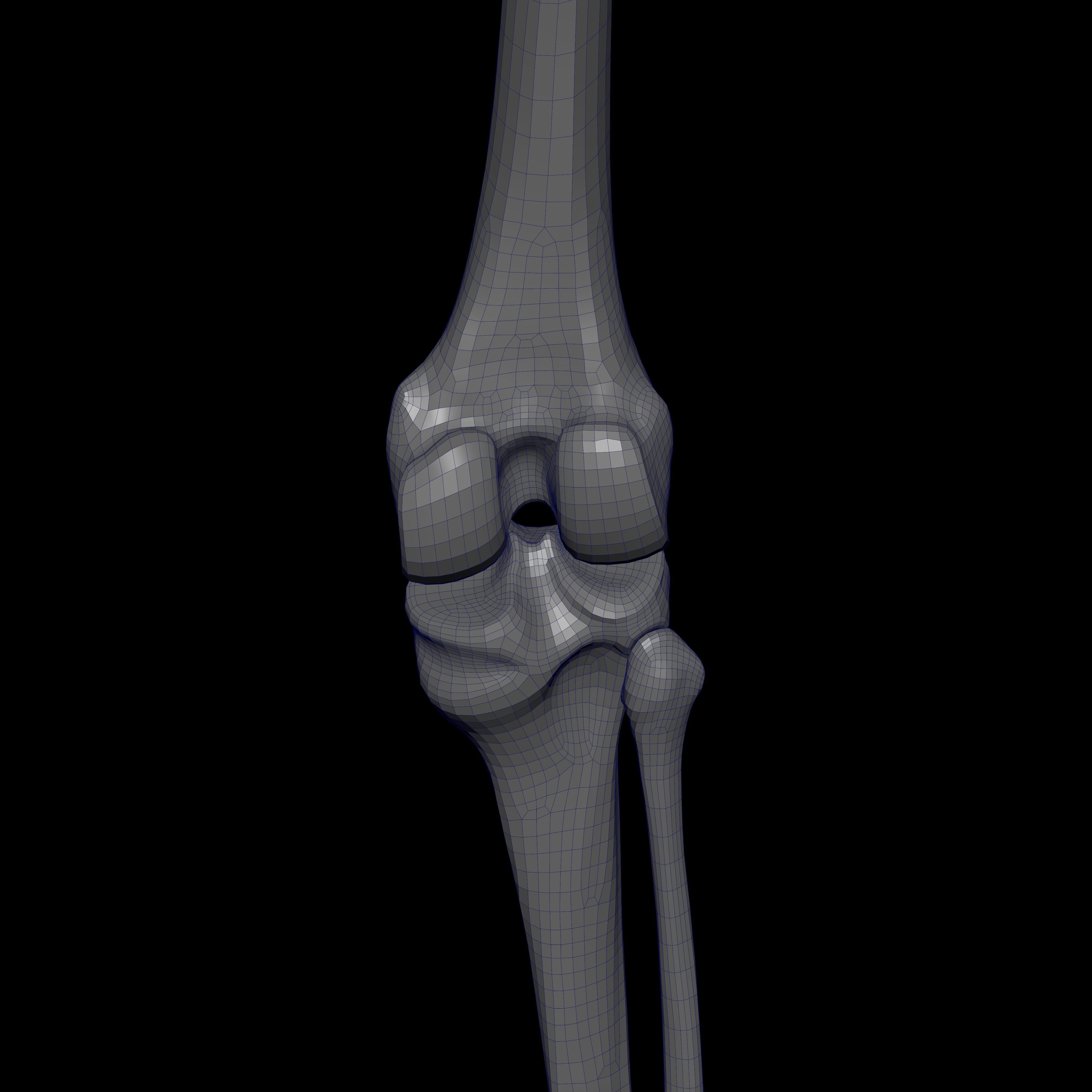 Rigged Skeleton - Skeletal System - Skeleton Rig Low-poly 3D model_47