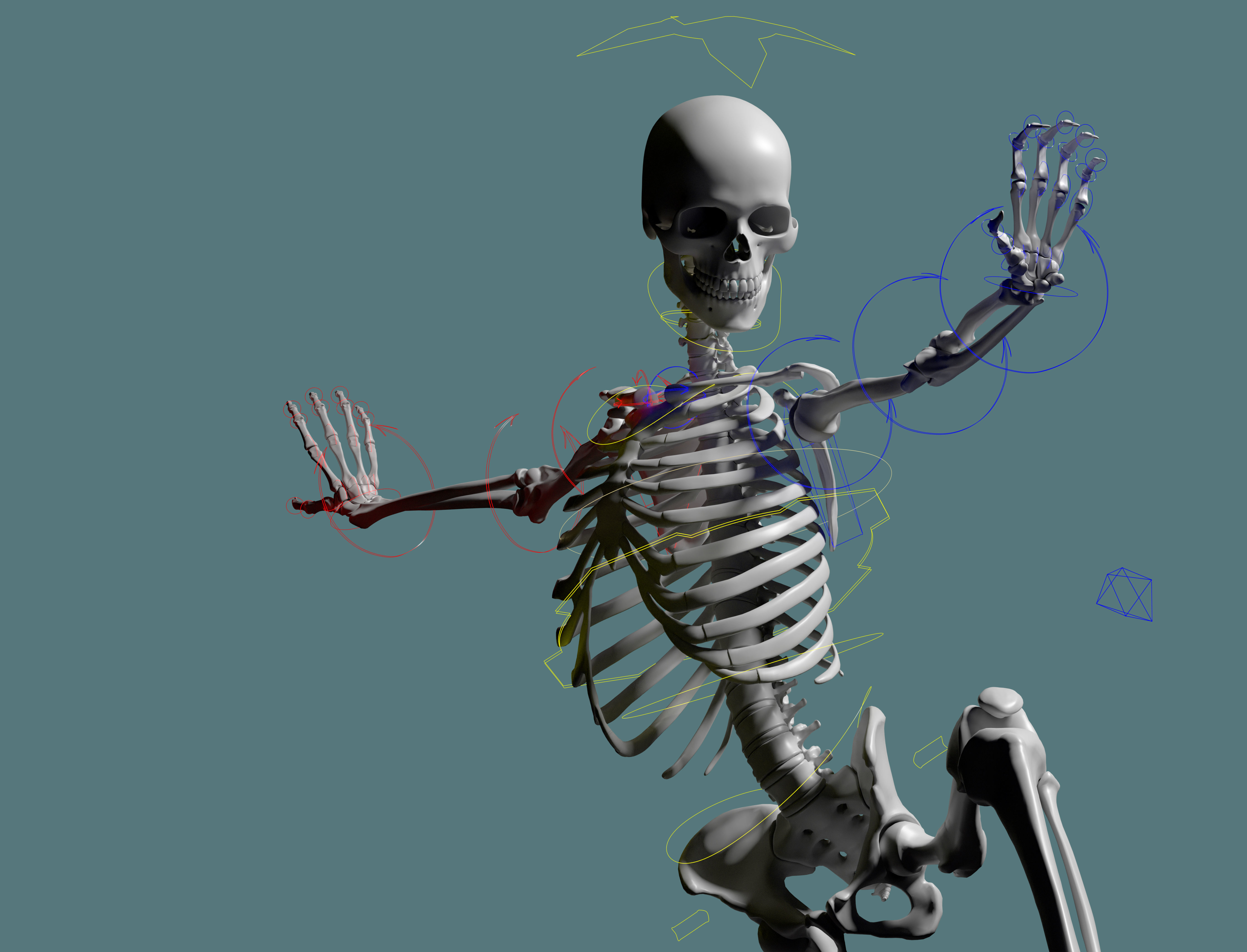 Rigged Skeleton - Skeletal System - Skeleton Rig Low-poly 3D model_6
