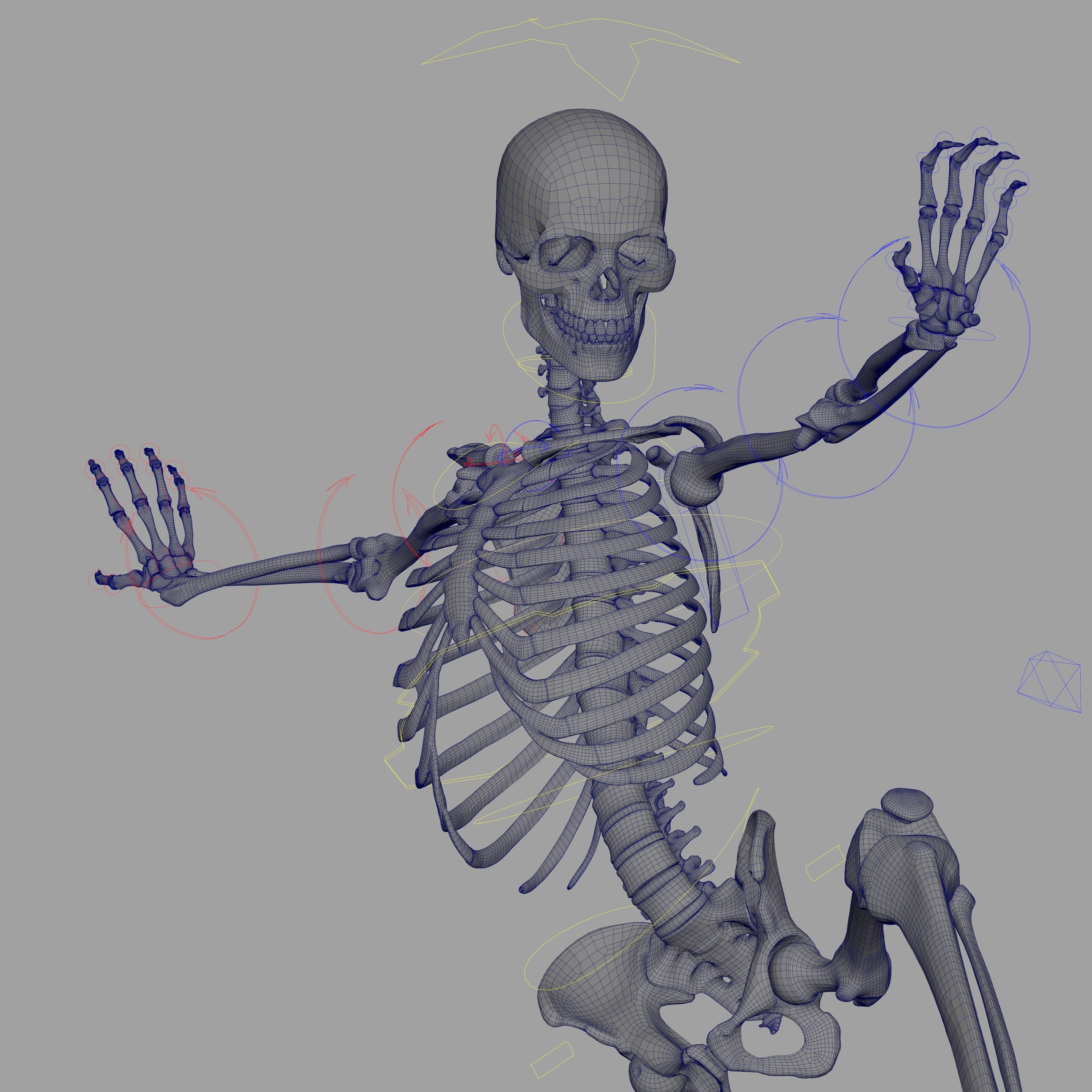 Rigged Skeleton - Skeletal System - Skeleton Rig Low-poly 3D model_69