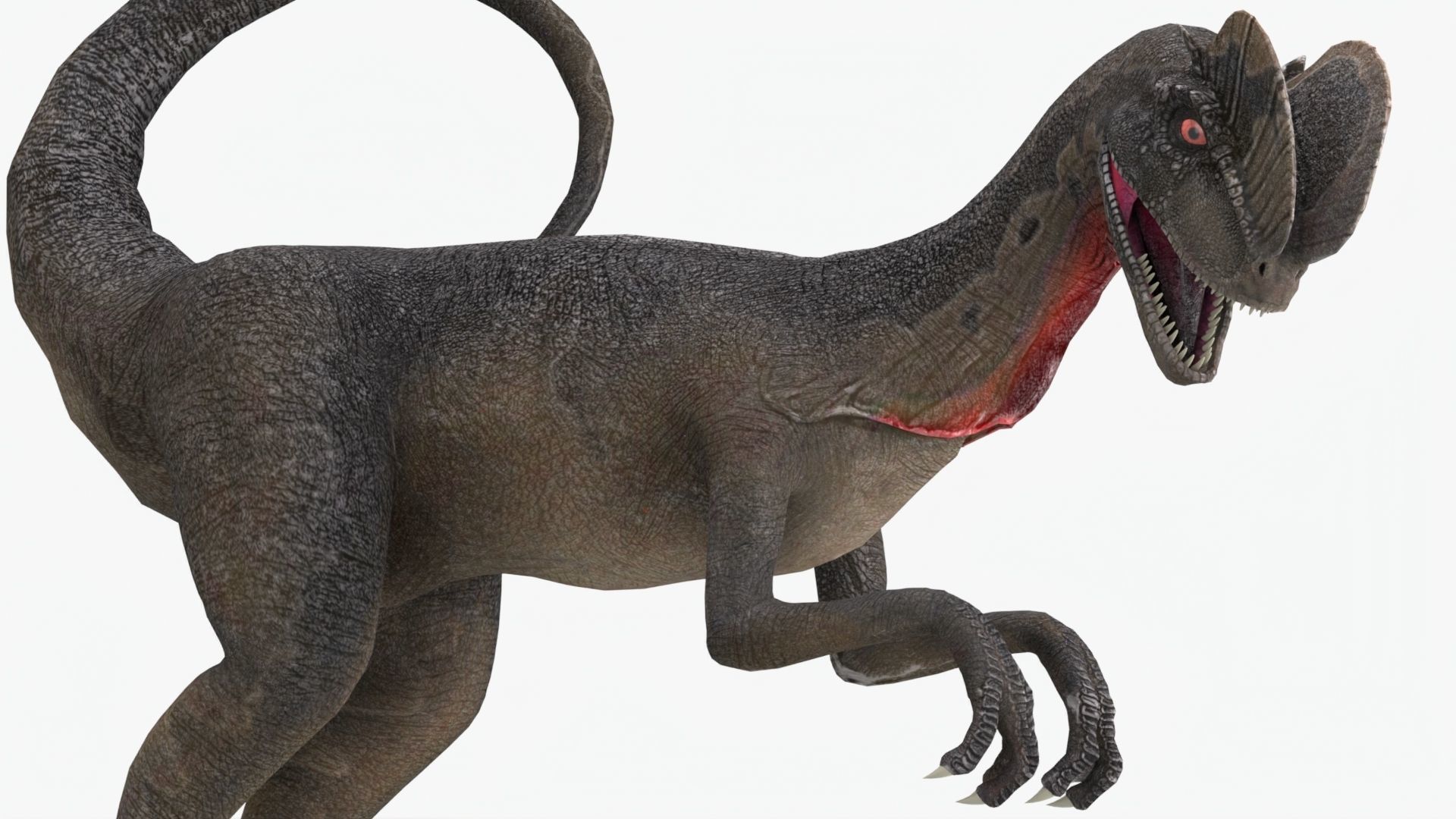 Basic Rigged Dilophosaurus With 4K Textures Low-poly 3D model_5