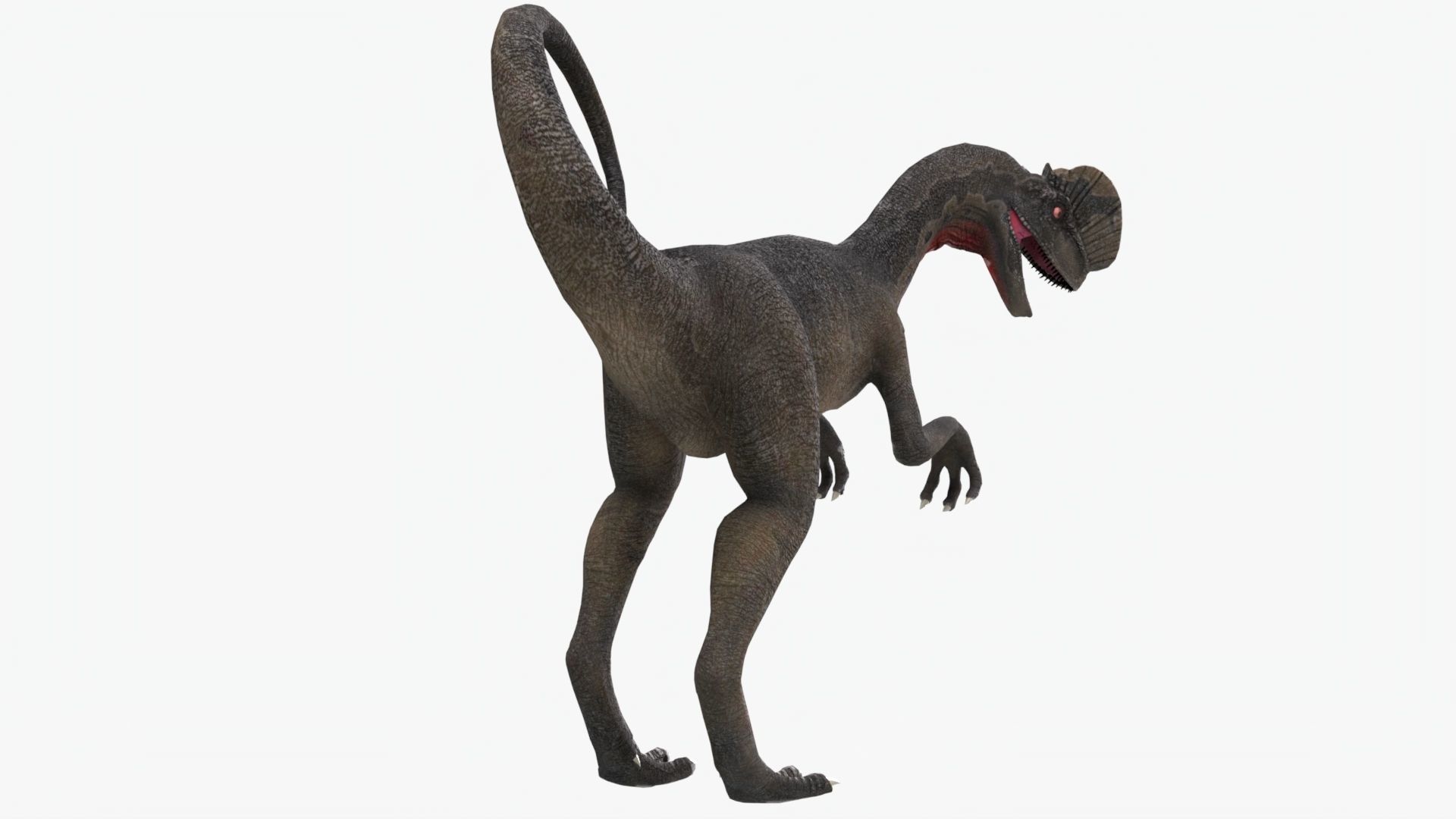 Basic Rigged Dilophosaurus With 4K Textures Low-poly 3D model_1