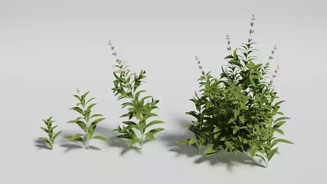 Sage grass flower Low-poly 3D model