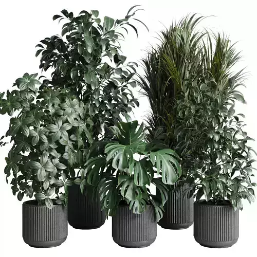 indoor plant set 308 pot palm ficus rubbery monstera