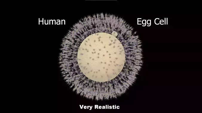 Human Egg Cell 3D model