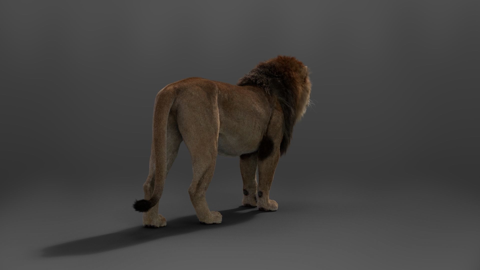 Male Lion Animated VFX Grace 3D model_12