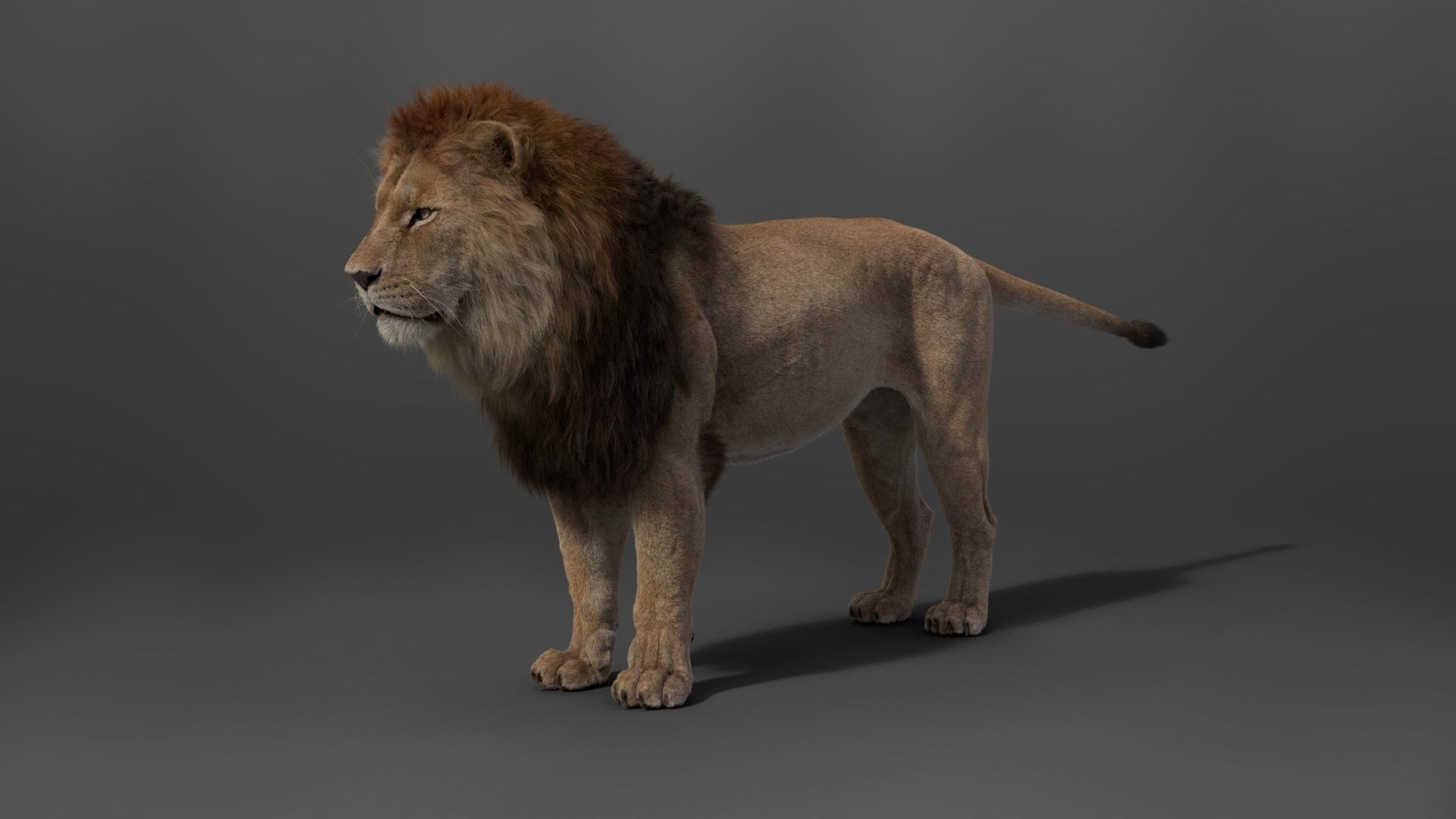 Male Lion Animated VFX Grace 3D model_19