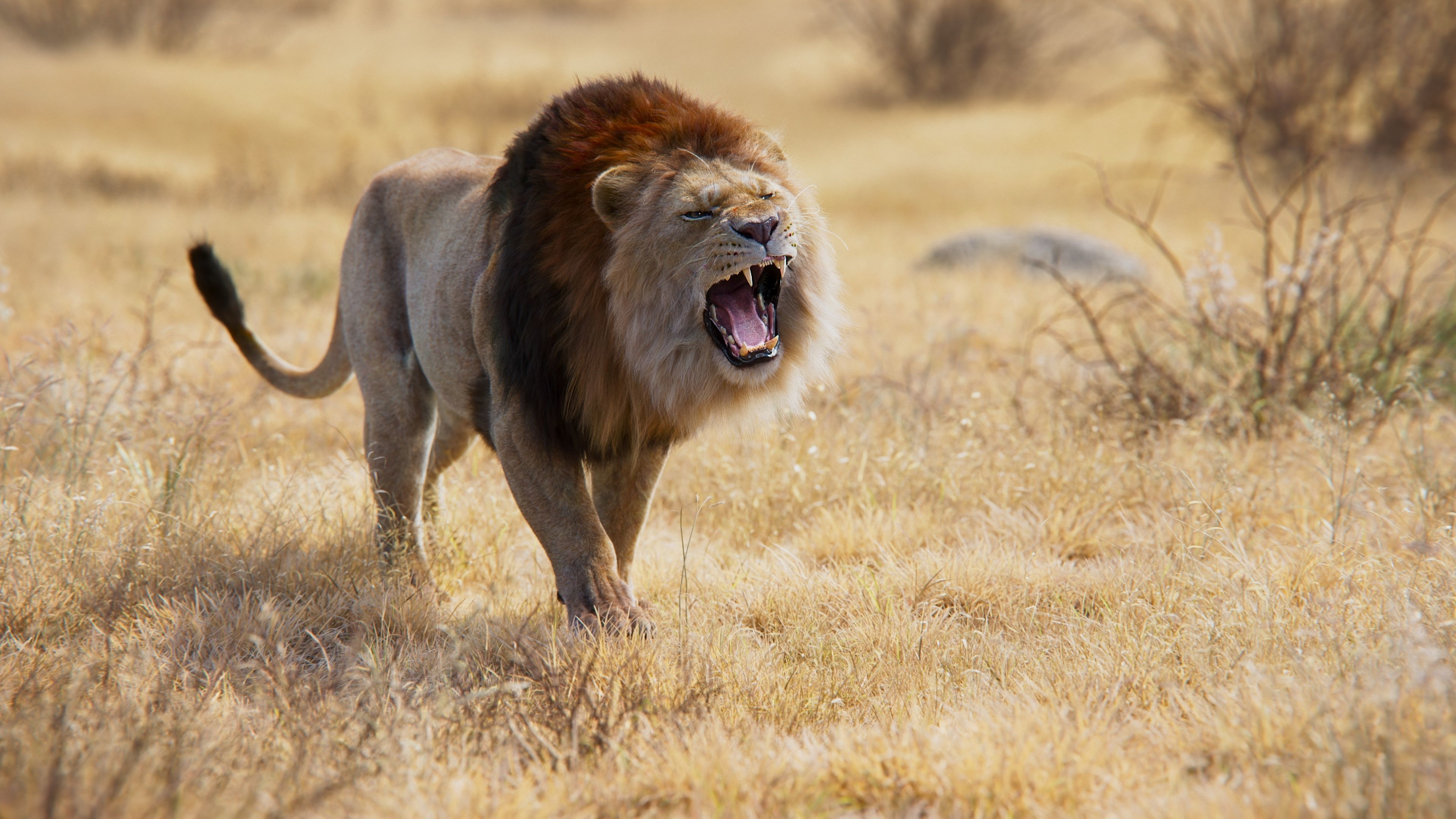 Male Lion Animated VFX Grace 3D model_9