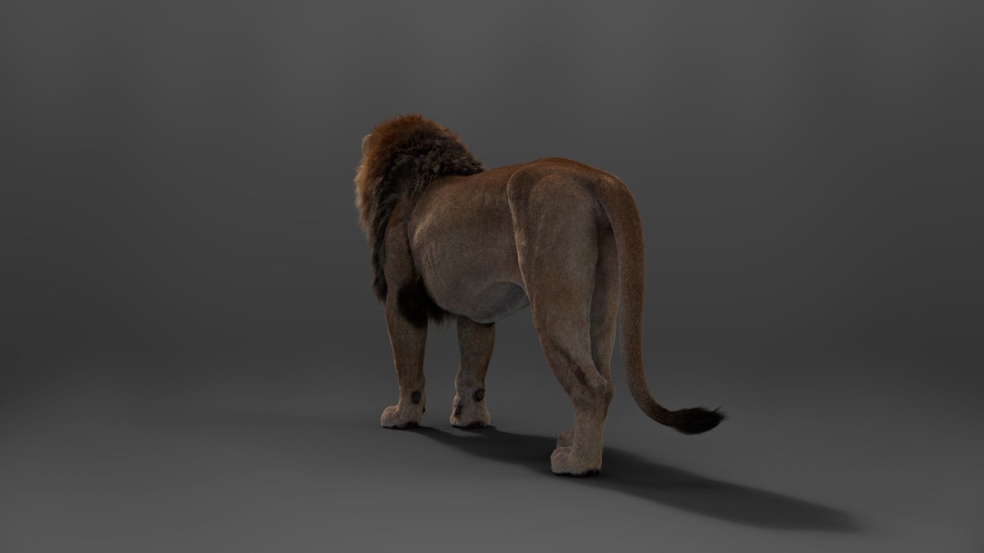 Male Lion Animated VFX Grace 3D model_13