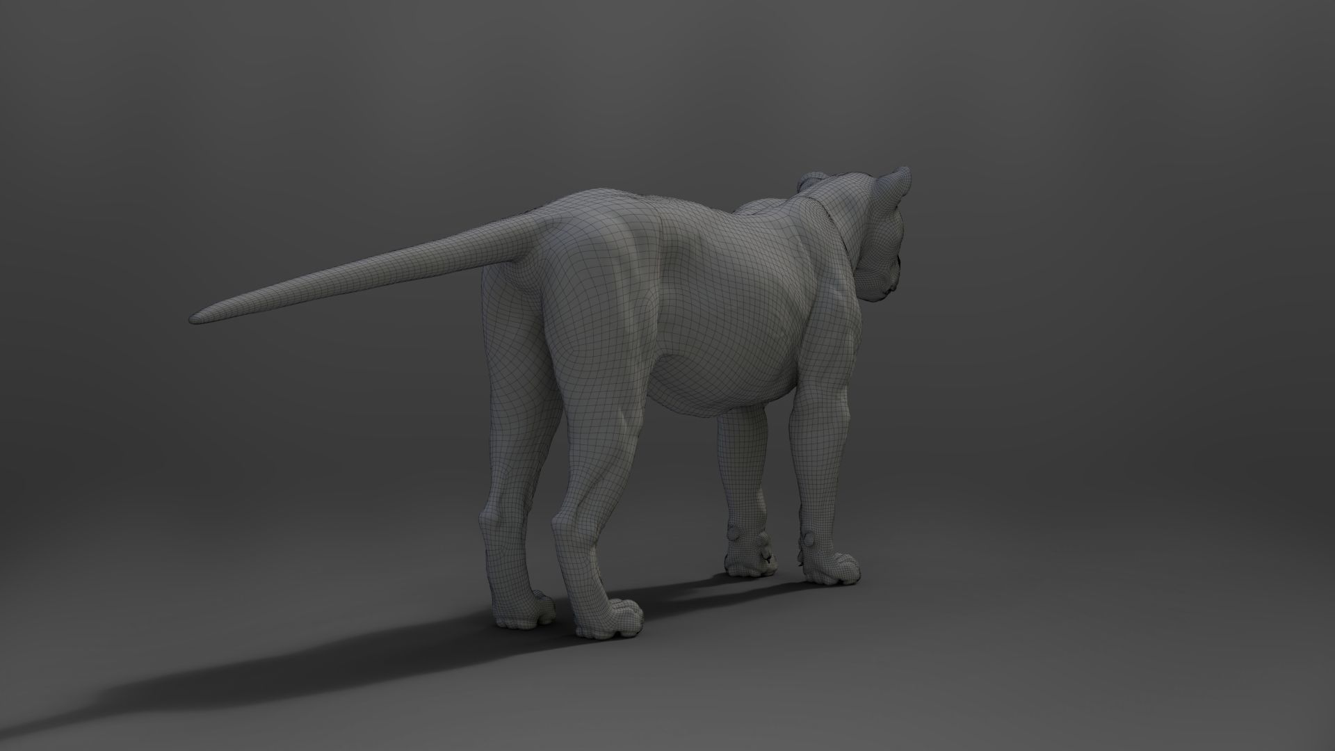 Male Lion Animated VFX Grace 3D model_31