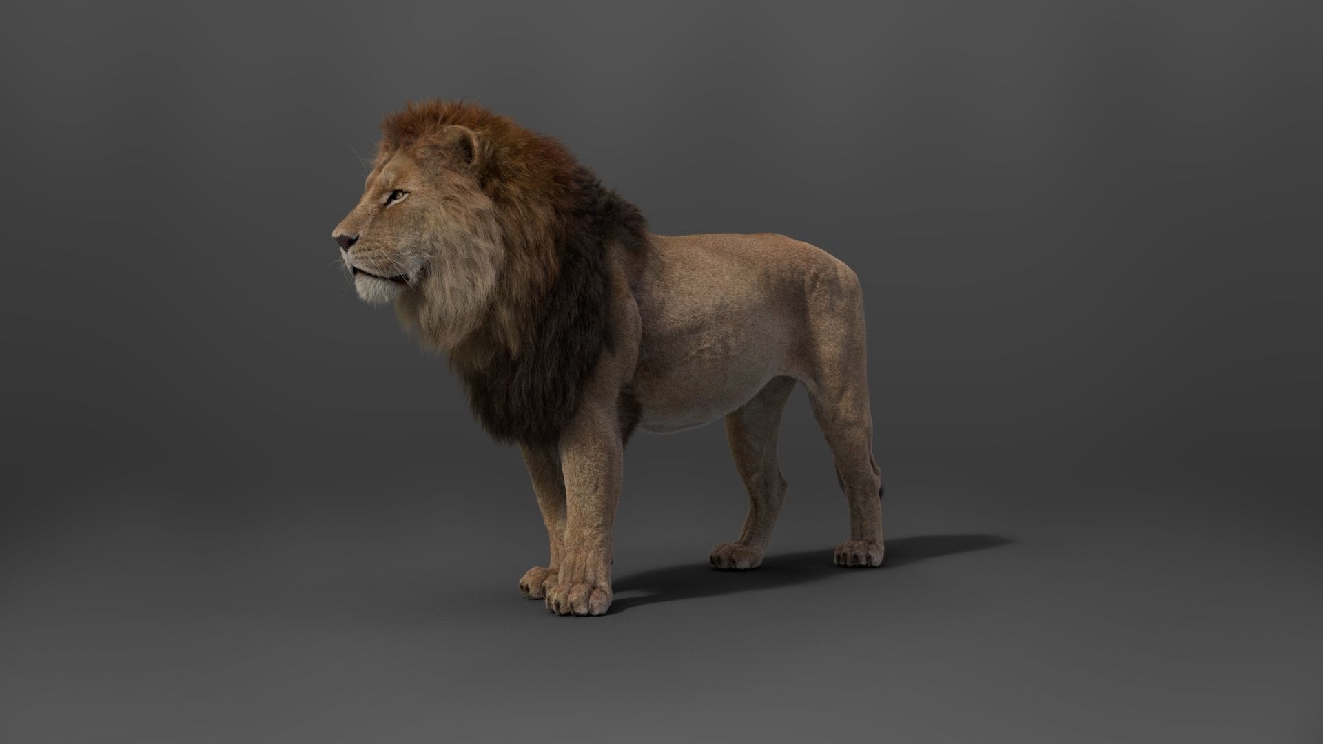 Male Lion Animated VFX Grace 3D model_14