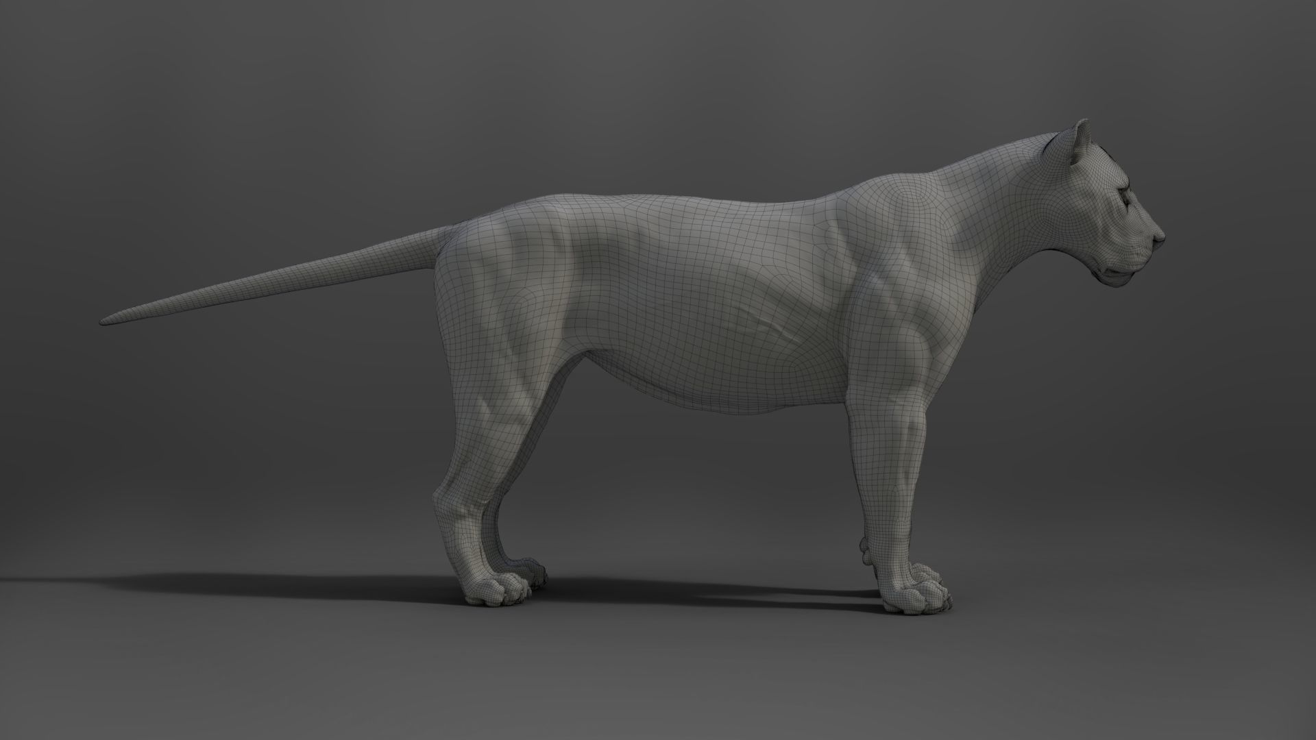 Male Lion Animated VFX Grace 3D model_30