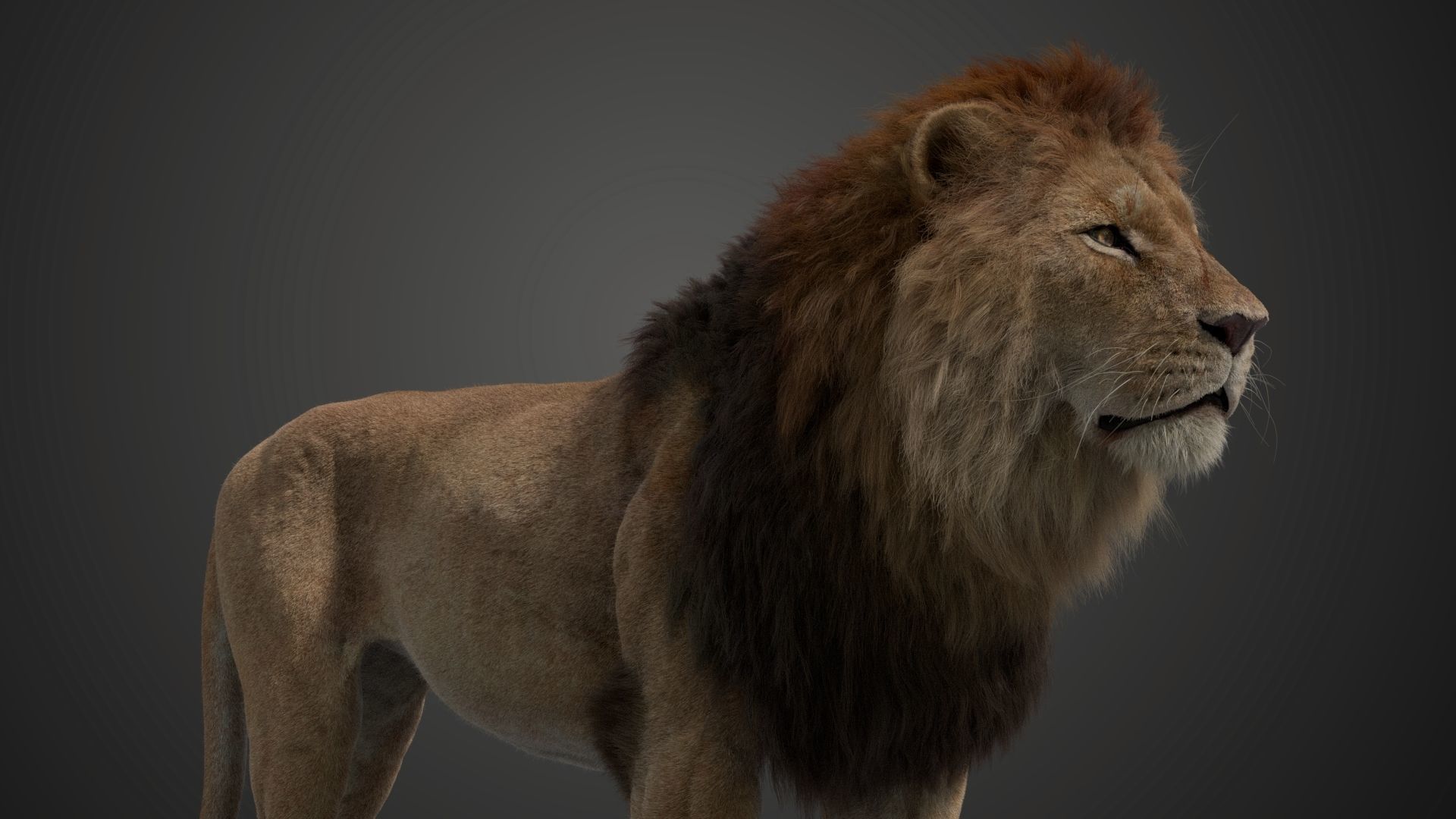 Male Lion Animated VFX Grace 3D model_21