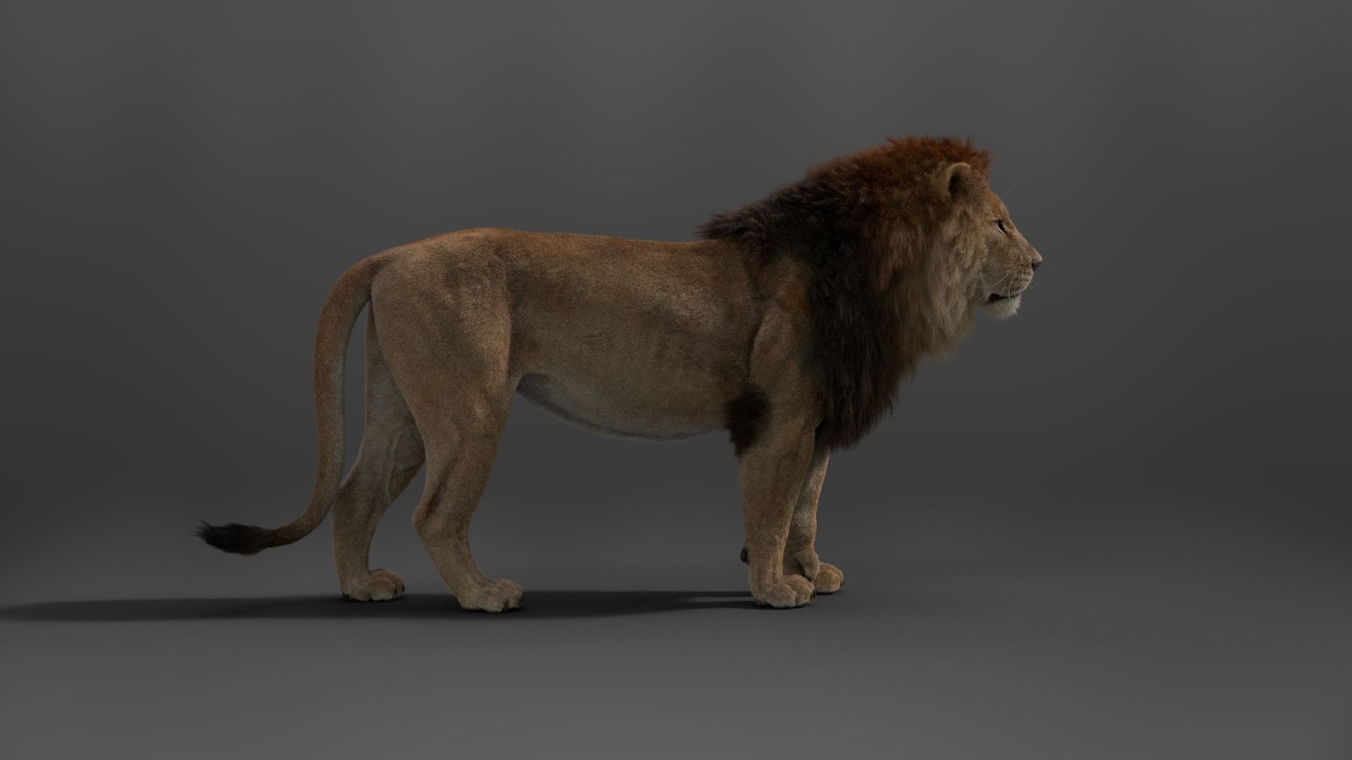 Male Lion Animated VFX Grace 3D model_16