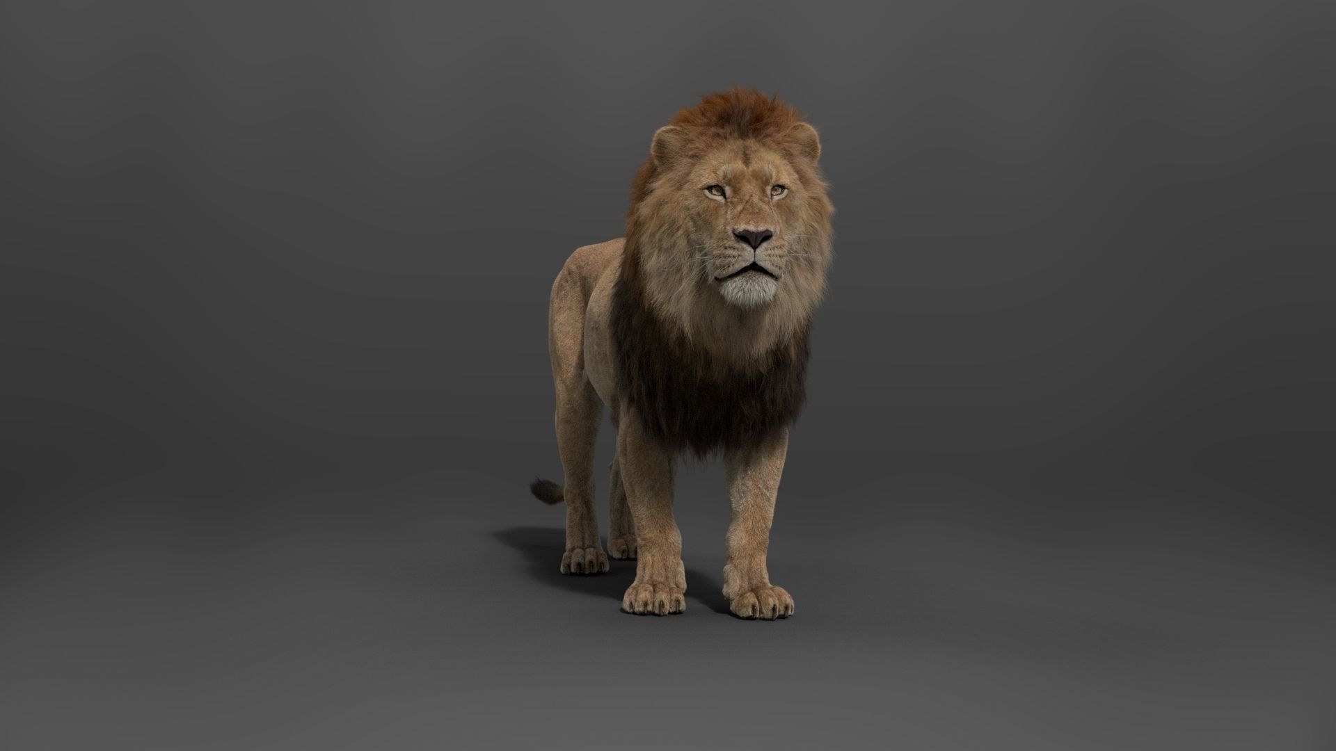 Male Lion Animated VFX Grace 3D model_11