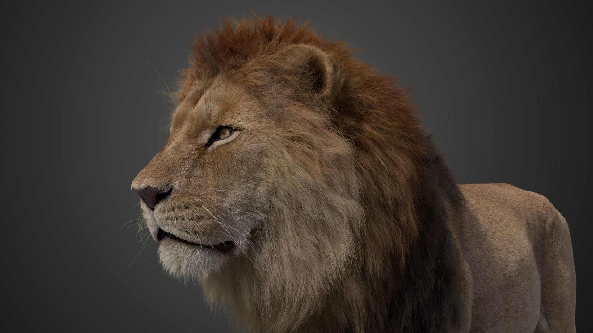 Male Lion Animated VFX Grace 3D model_20