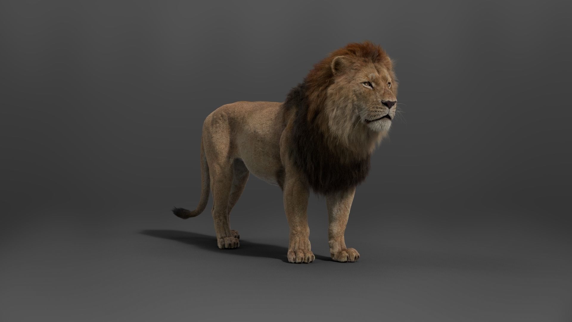 Male Lion Animated VFX Grace 3D model_17