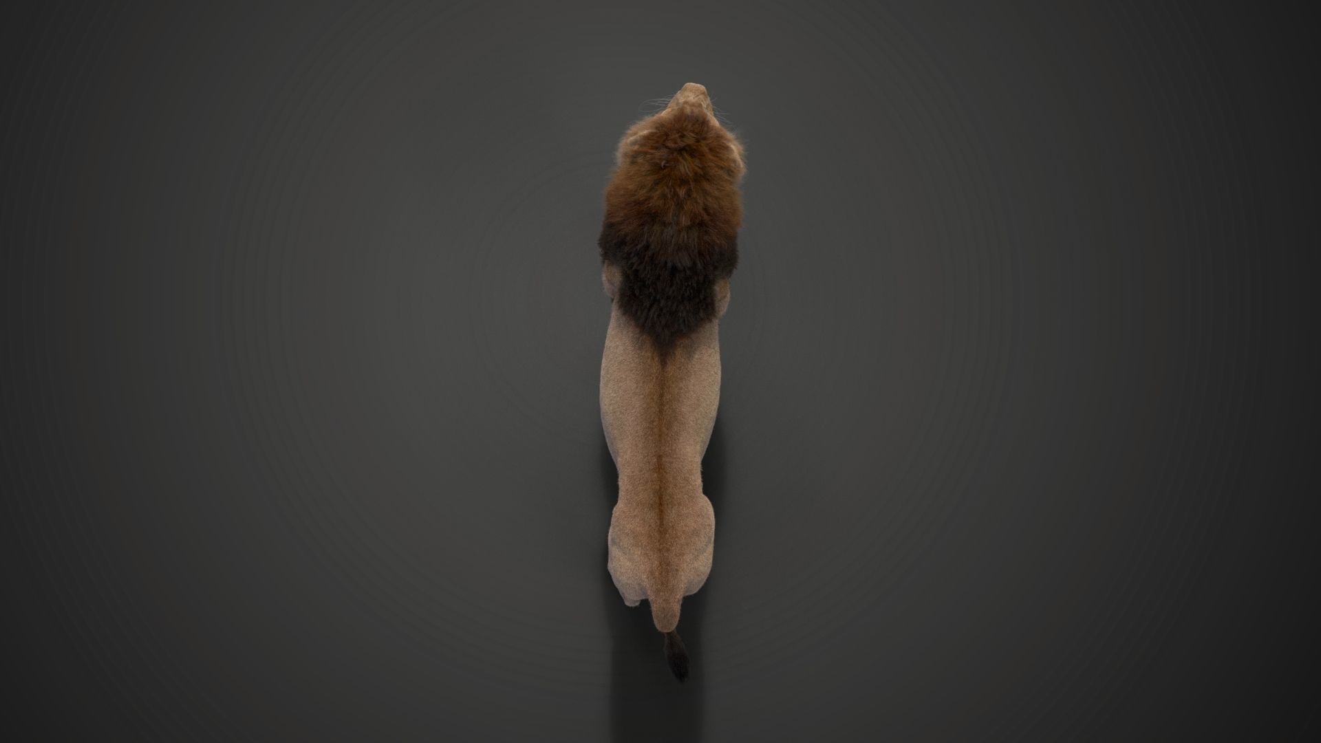 Male Lion Animated VFX Grace 3D model_18