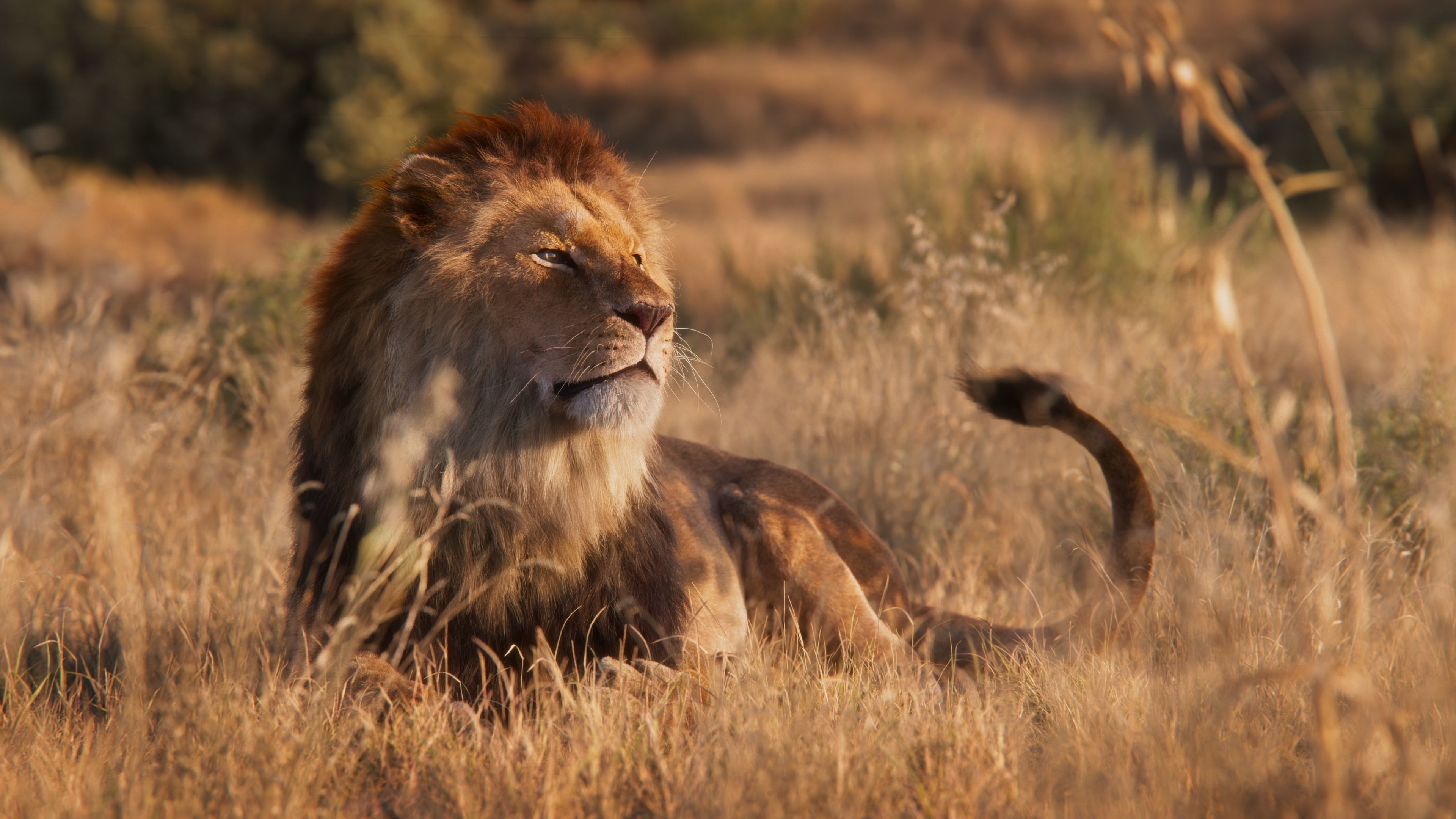 Male Lion Animated VFX Grace 3D model_7