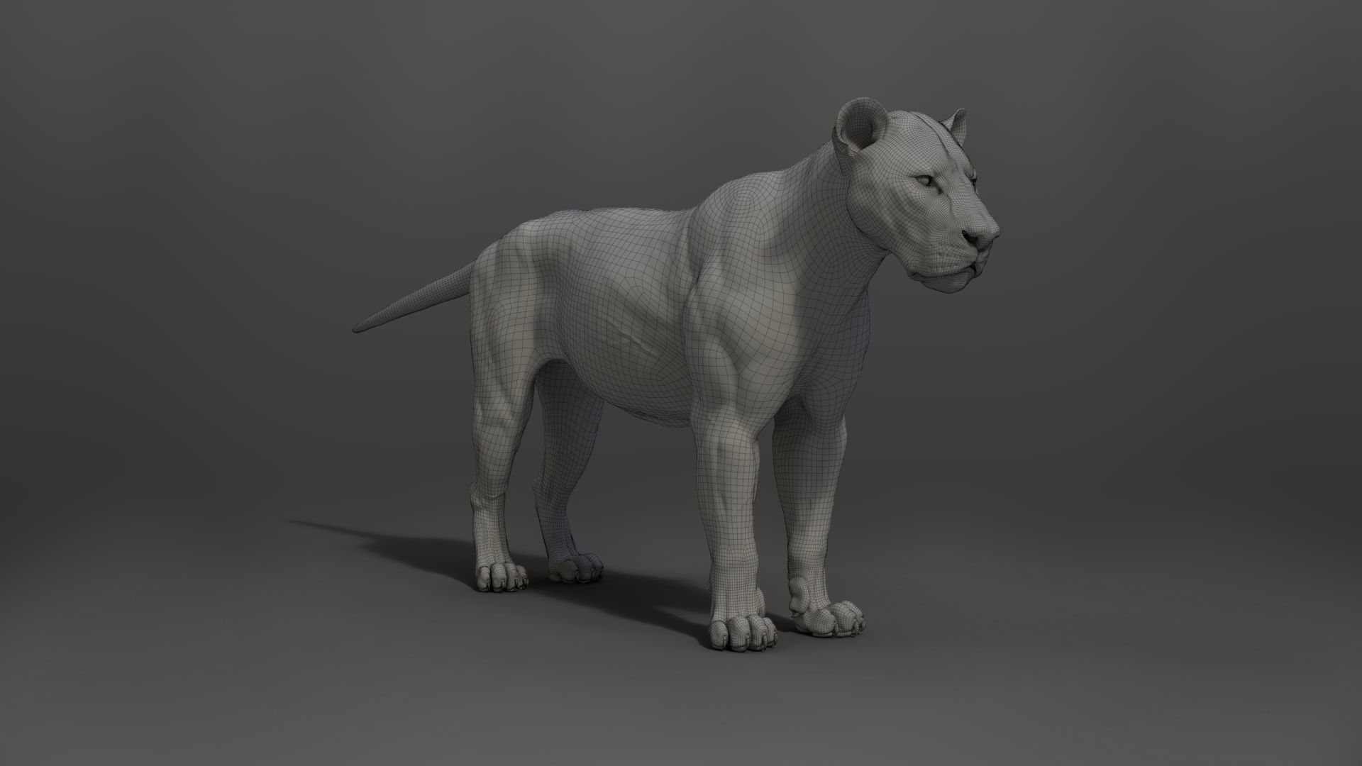 Male Lion Animated VFX Grace 3D model_29