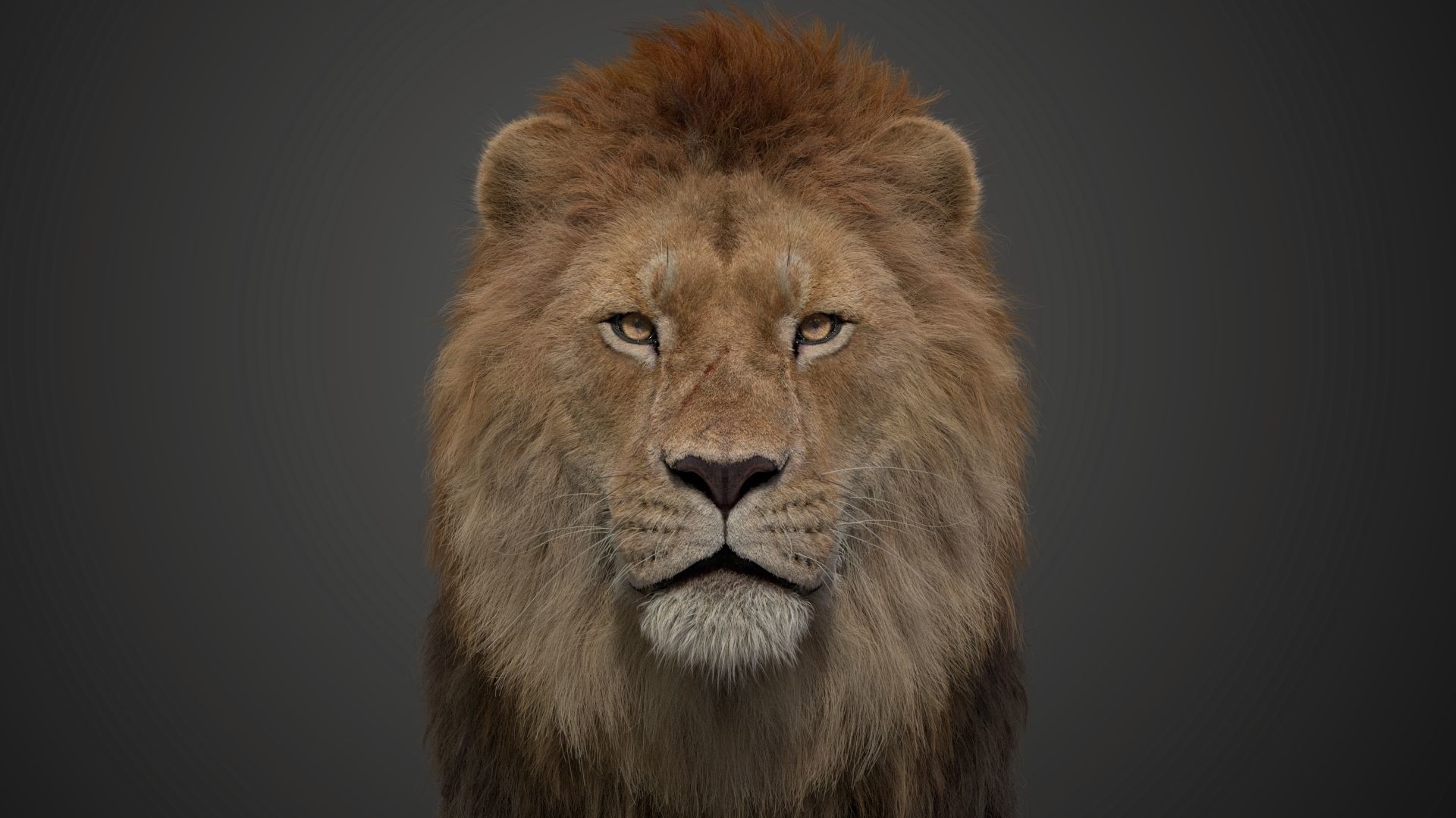 Male Lion Animated VFX Grace 3D model_10