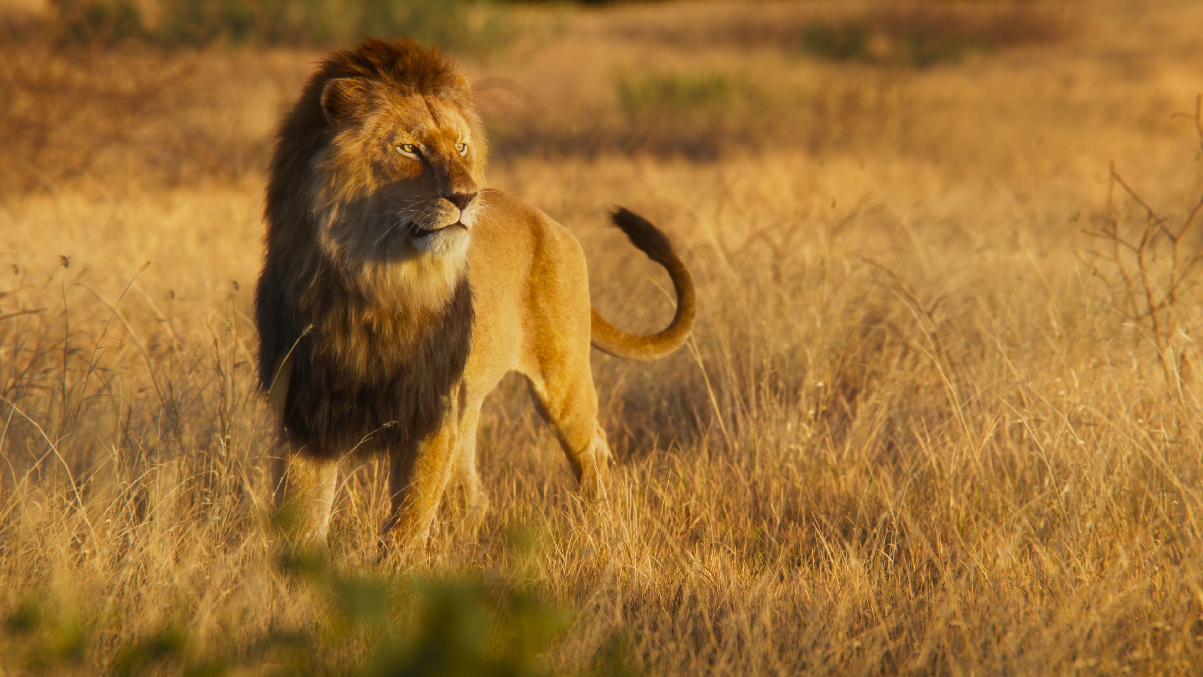 Male Lion Animated VFX Grace 3D model_8