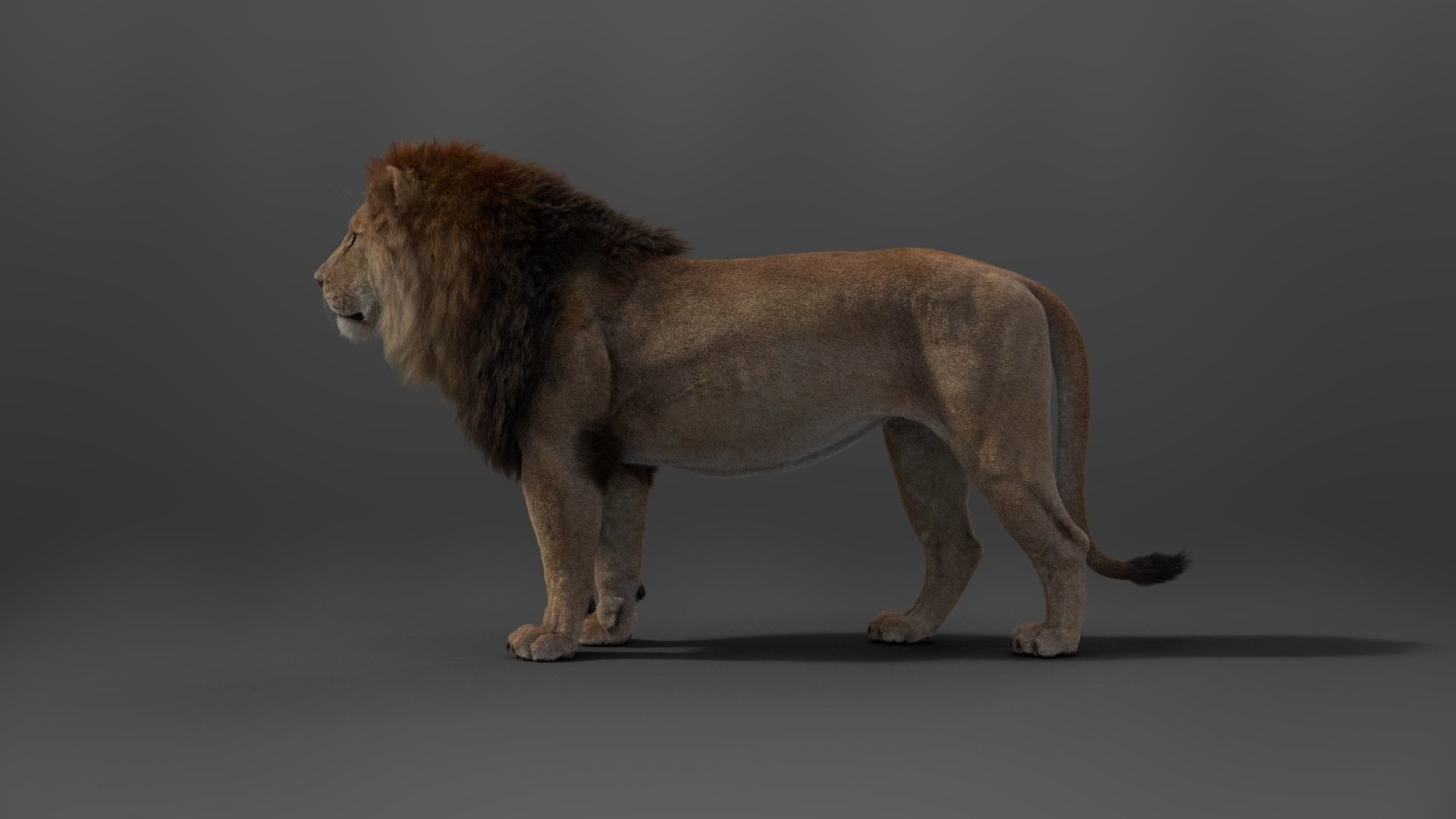 Male Lion Animated VFX Grace 3D model_15