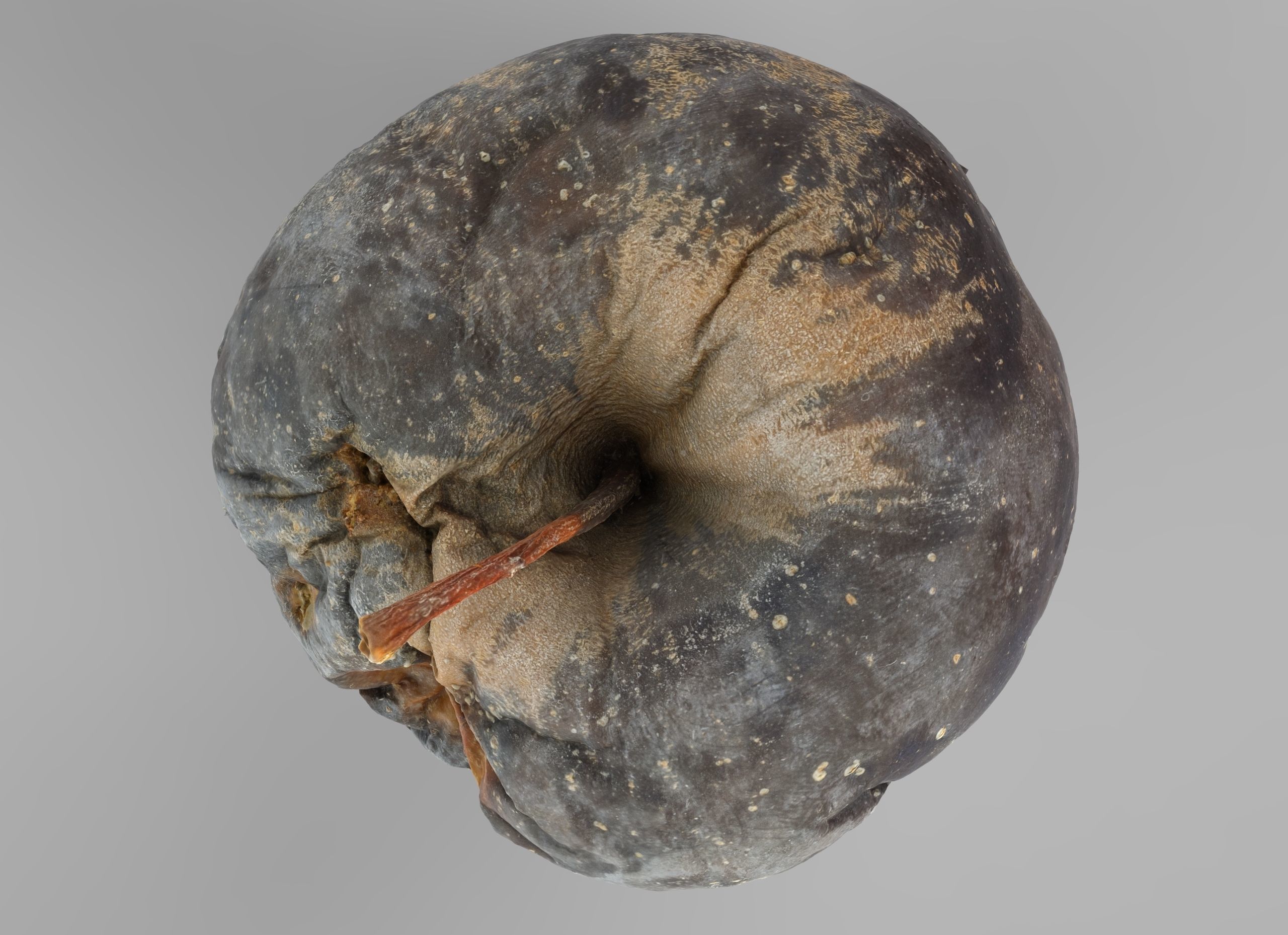 Rotten Apple Low-poly 3D model_6