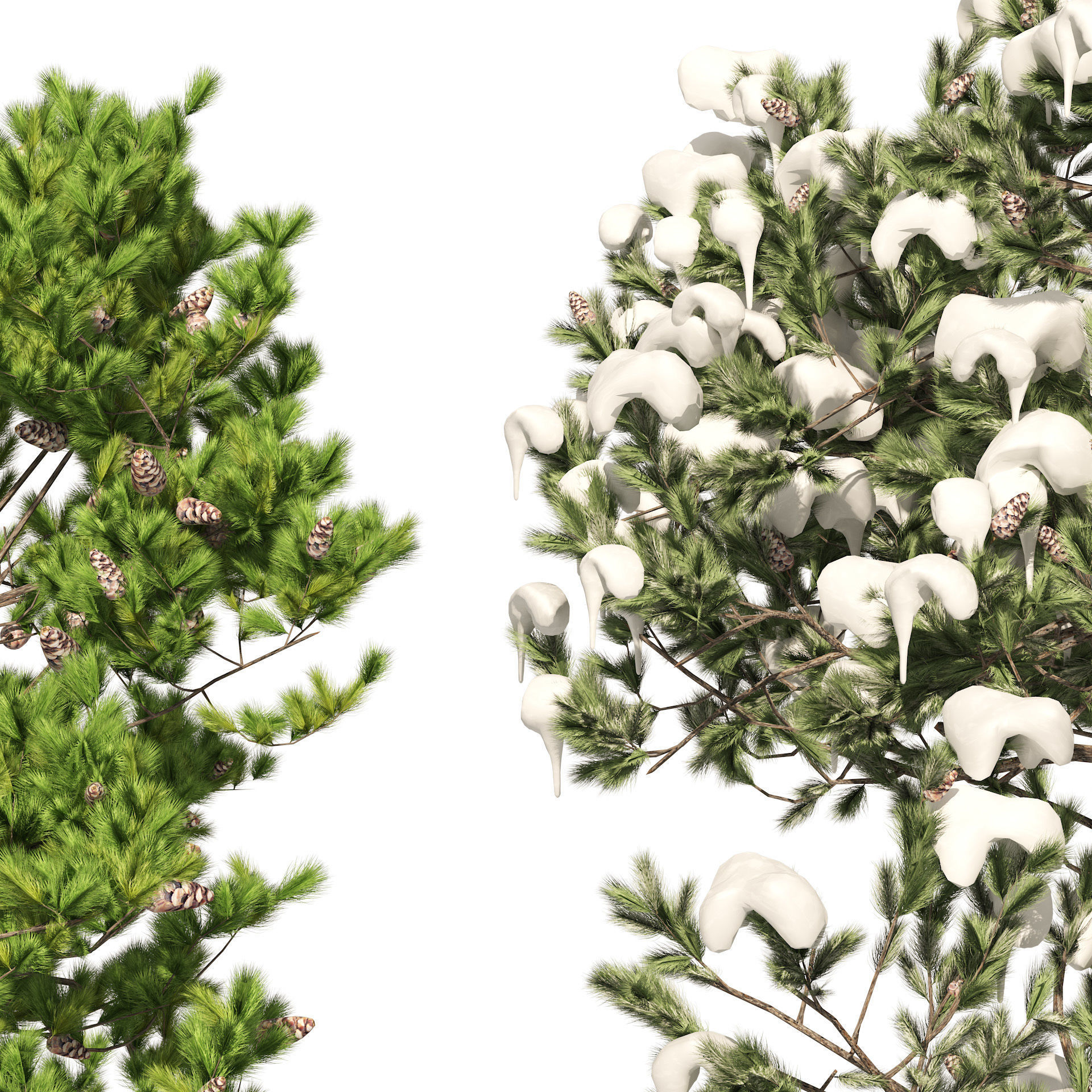Winter and Summer Pinus Pinea Trees 3D model_3