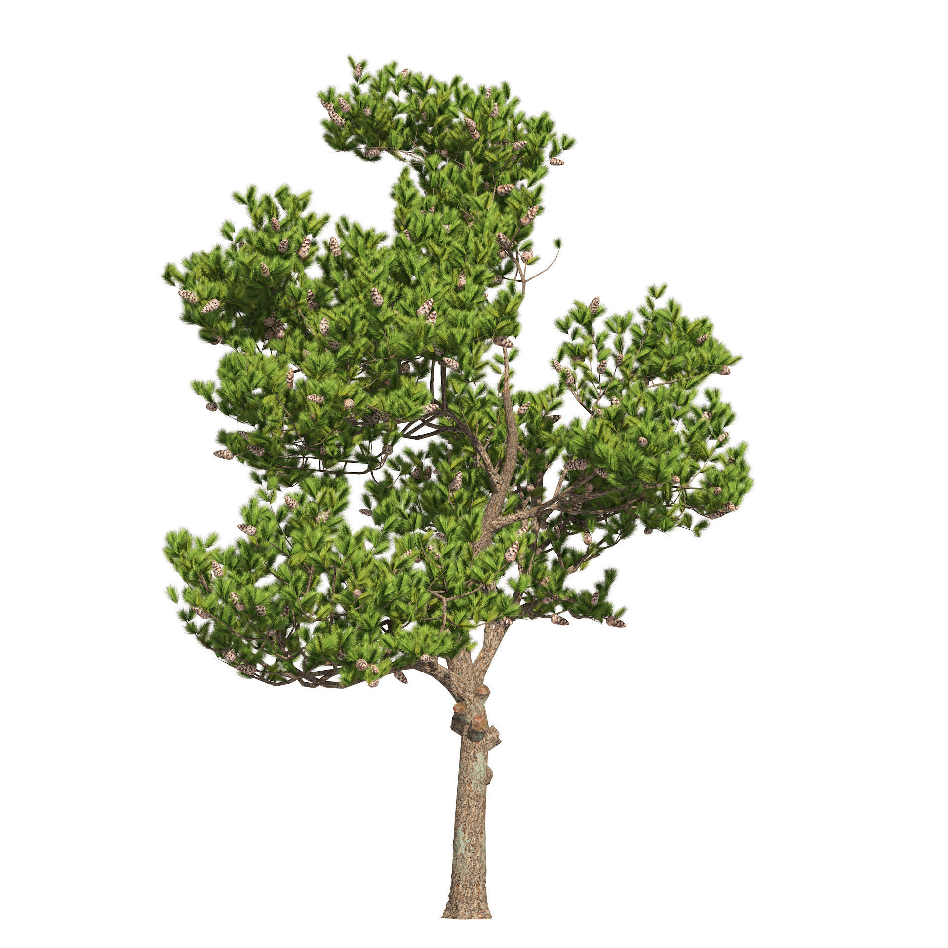 Winter and Summer Pinus Pinea Trees 3D model_5