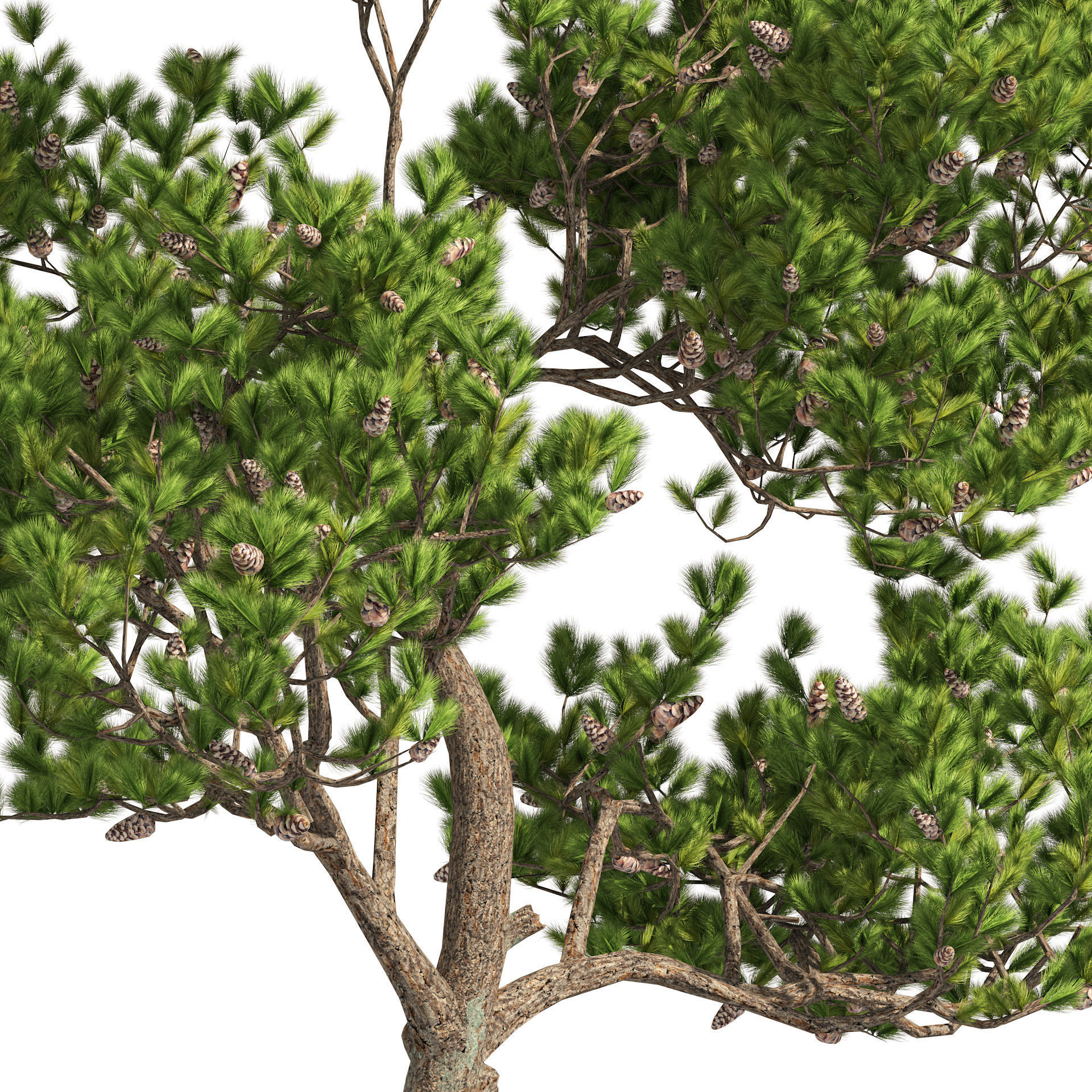 Winter and Summer Pinus Pinea Trees 3D model_2