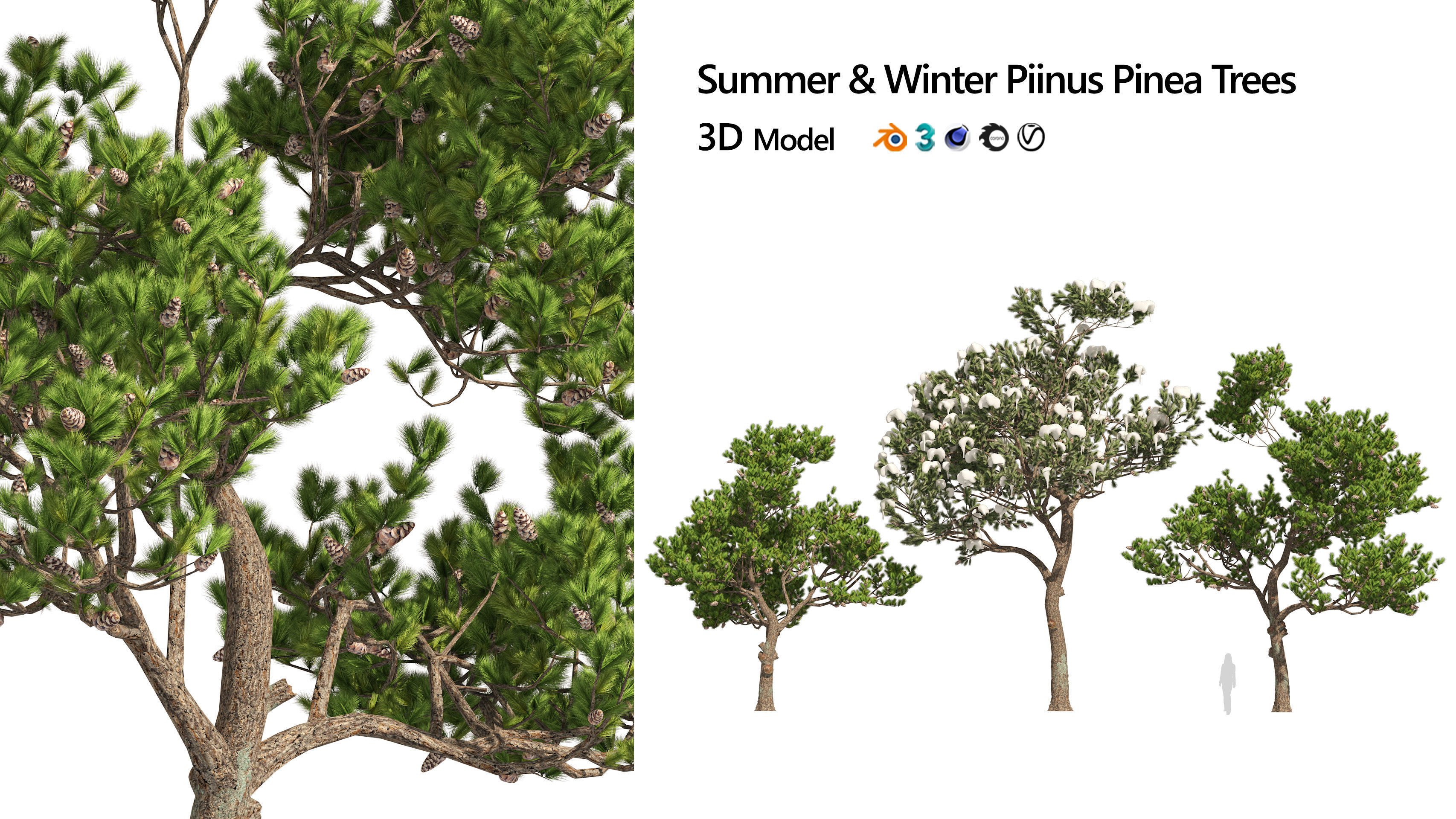 Winter and Summer Pinus Pinea Trees 3D model_6