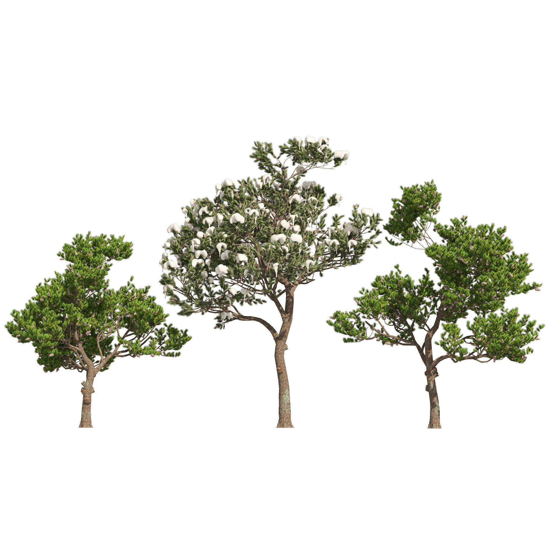Winter and Summer Pinus Pinea Trees 3D model_8