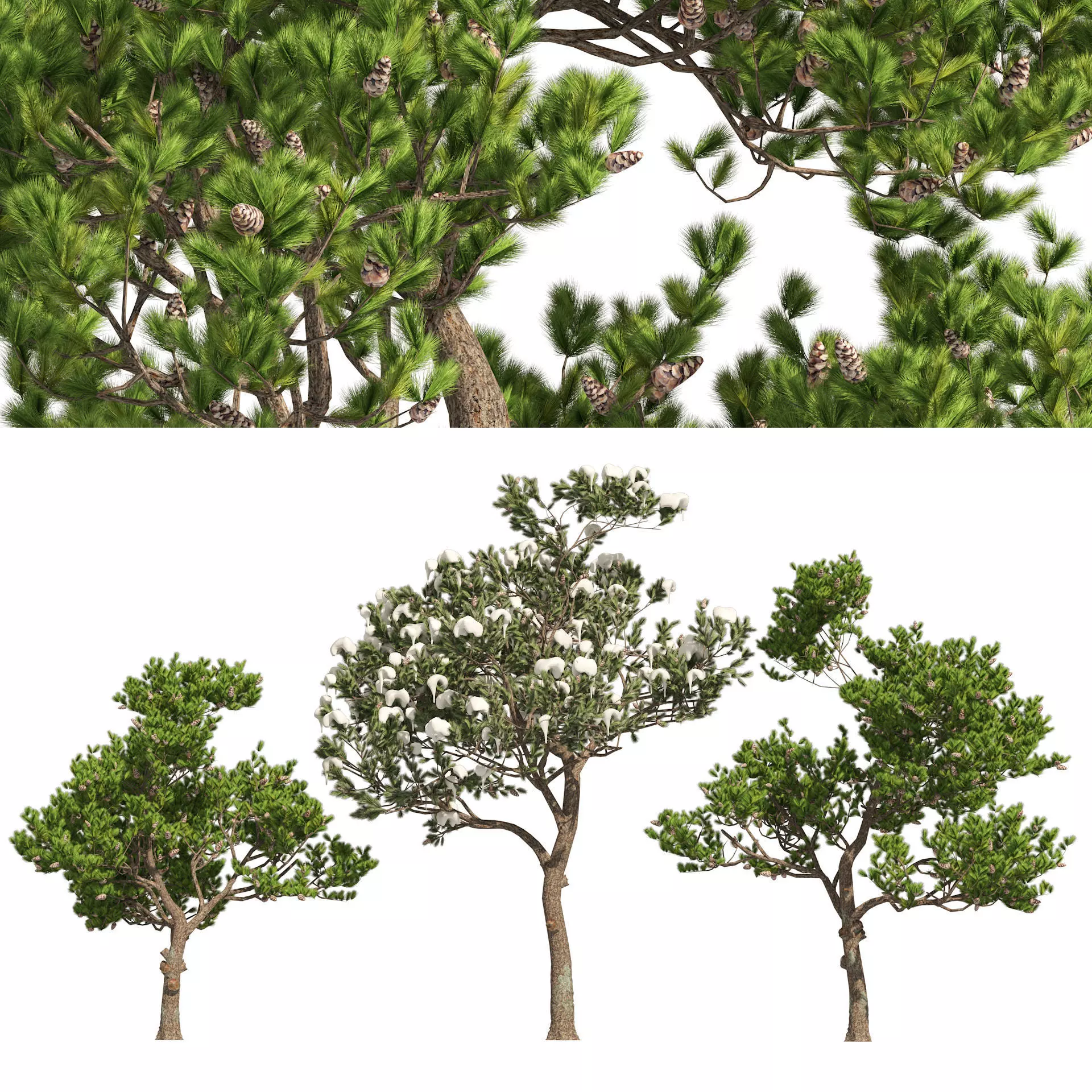 Winter and Summer Pinus Pinea Trees 3D model_0