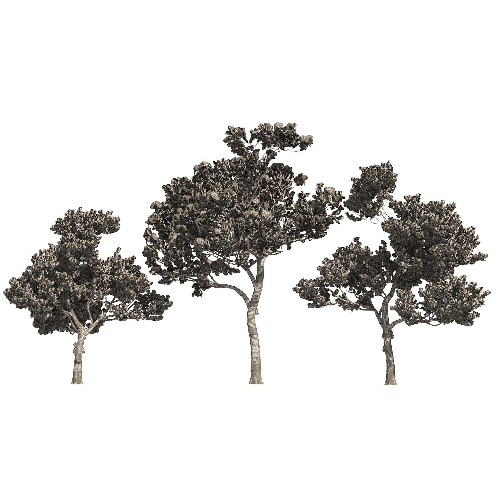 Winter and Summer Pinus Pinea Trees 3D model_7