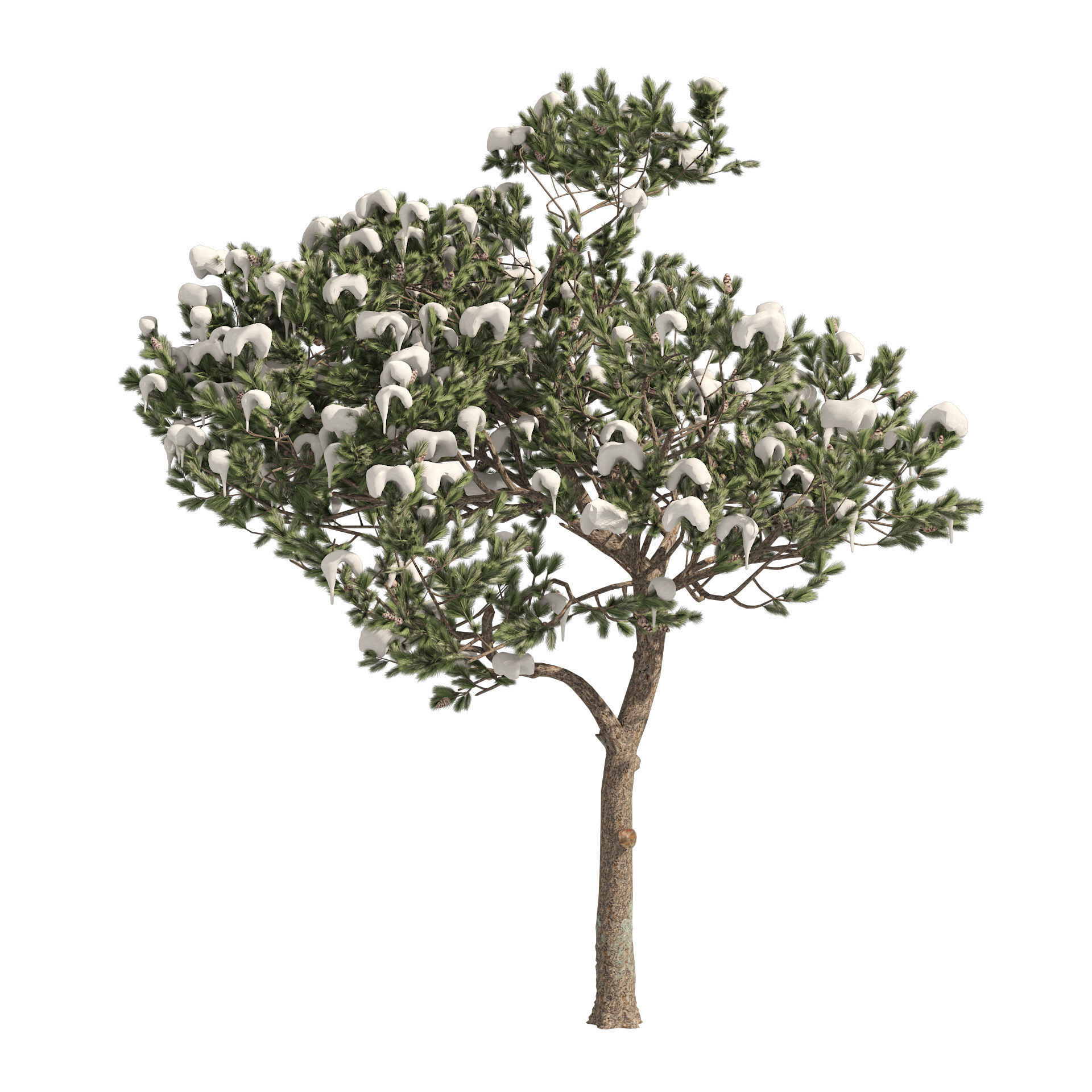 Winter and Summer Pinus Pinea Trees 3D model_4